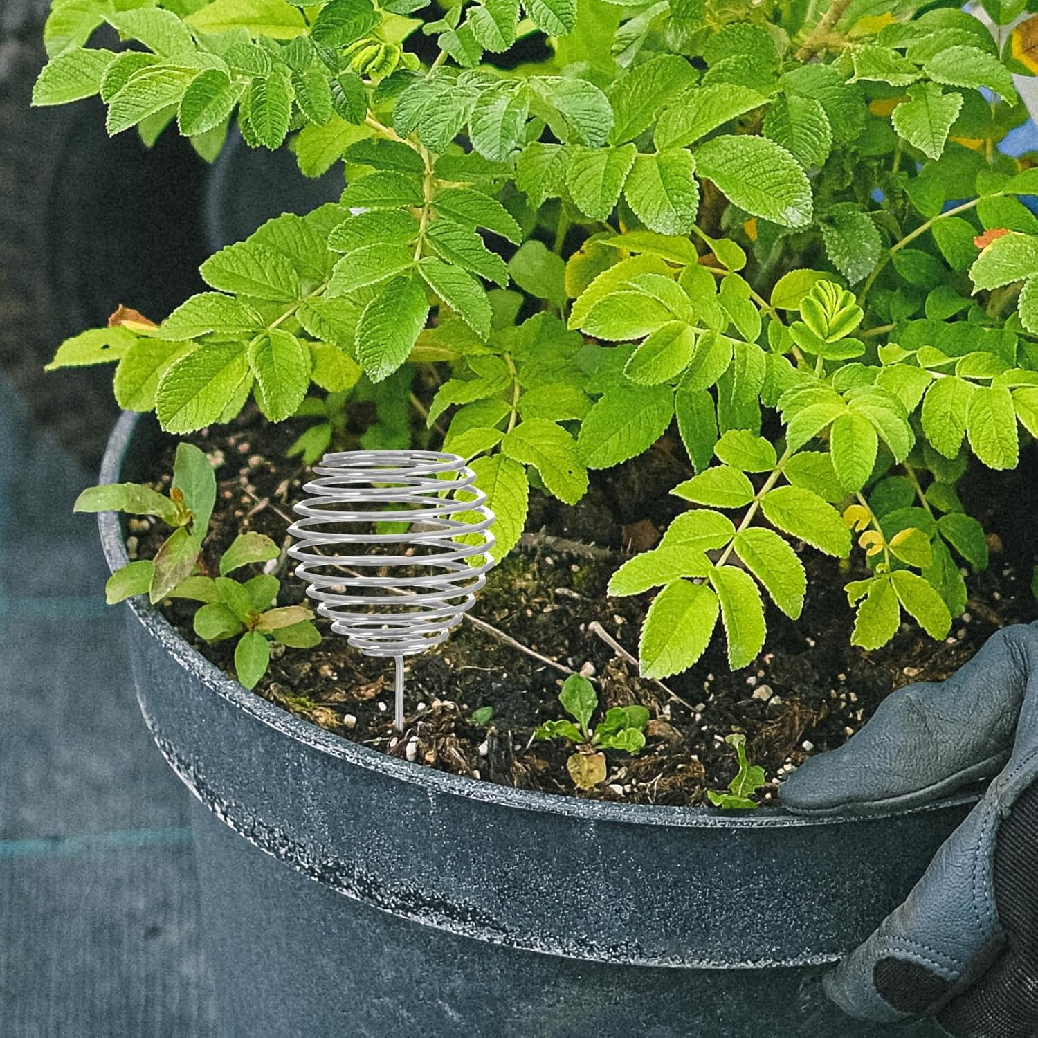 Cabilock 40 Pcs Bonsai Fertilizer Basket Granular Fertilizer Box Garden Supply Bonsai Fertiliser Automatic Planting Fertilizer Stainless Steel Fertilizer Basket Mini Container image number 5