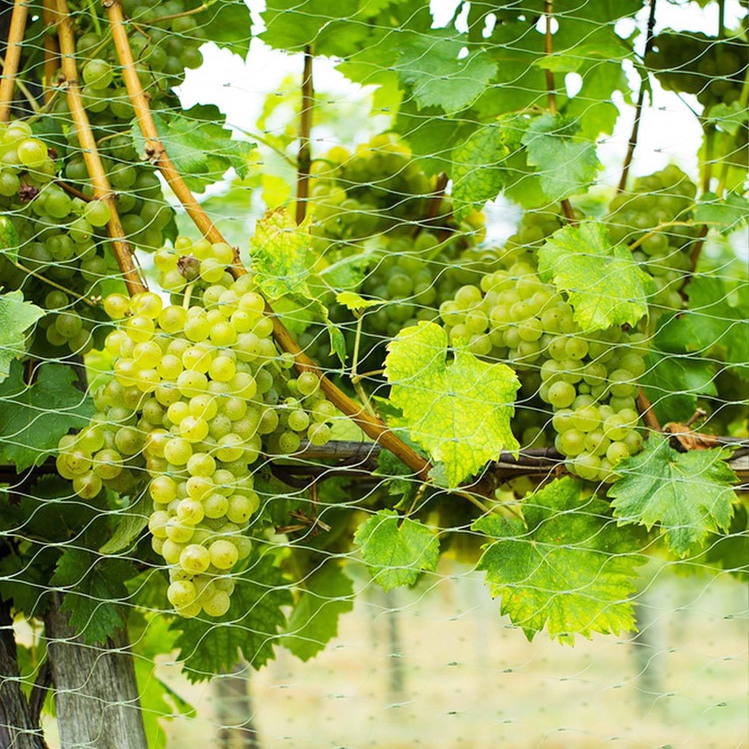 Lovesmile Cat Protection Net, 118 X 393.7 in Bird Protection Net, Tight Mesh, Pigeon Net, Mesh Size 0.98 X 0.98 Inches, Tear-Resistant, Reusable, No Drilling, for Garden, Balcony, Vegetable Gardens Or image number 5