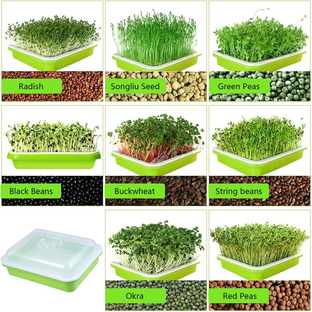 HYAVIA Seed Sprouter Tray Kit &ndash; 3-Pack Bpa-Free Soil-Free Sprouting Containers and Drain Tray for Growing Wheatgrass, Beans, Alfalfa, Microgreens &ndash; White & Green image number 4