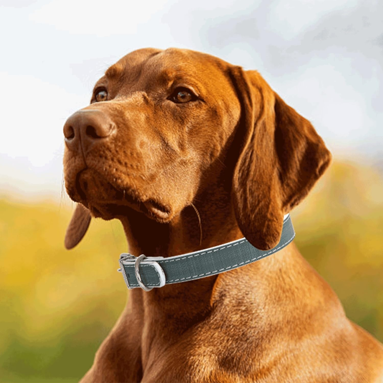 PU Leather Dog Collar &ndash; Durable, Adjustable, Lightweight &ndash; Ideal for Walks and Training. image number 2