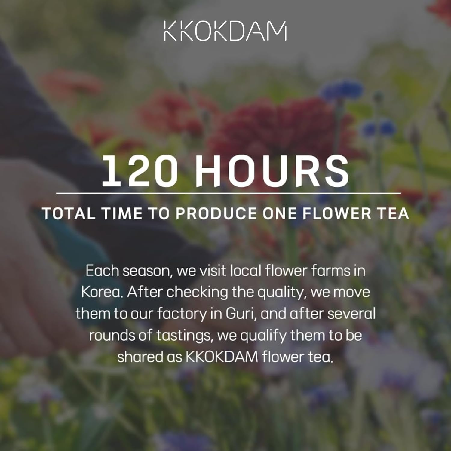 KKOKDAM Kombucha Tea - Korean Grapefruit & Hibiscus Tea: Kombucha with 15 Packs of Kombucha Beverages, Probiotic & Low Calorie Support & S 5G (Pack of 15) image number 3