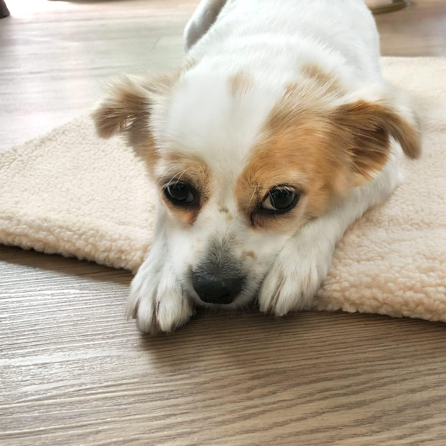 SUOXU Cat Bed Self Heating Cat Cushion Pet Pad Blanket No Electric Self Warming,Plush Cat Sleeping Heated Bed Non Slip Machine Washable Warm Mat for Indoor Outdoor Cats,Dogs,Rabbits 60X45Cm (White) image number 4