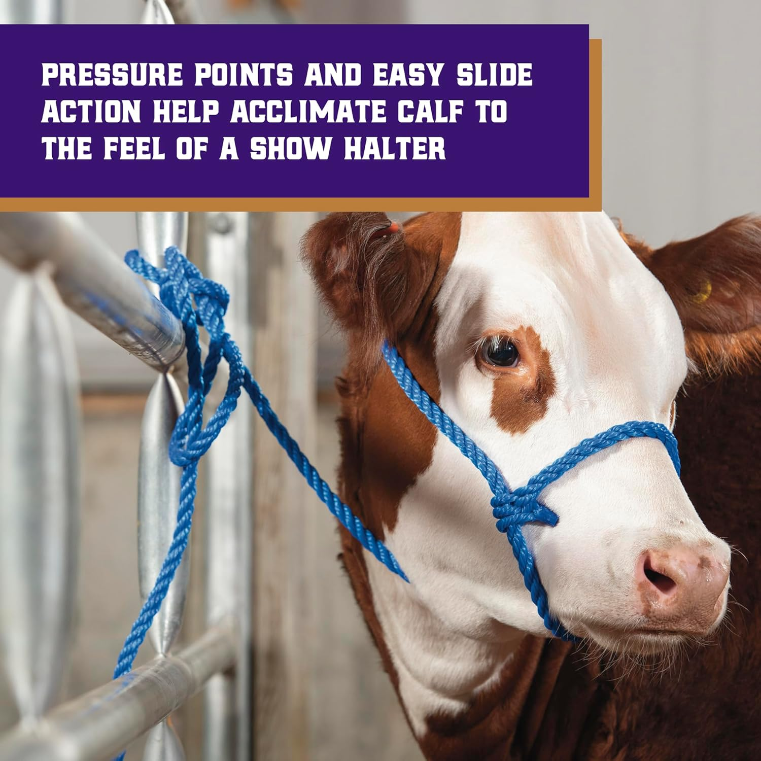 Weaver Leather Livestock Kirk Stierwalt Breaking Halter, Blue/Hurricane Blue/Lime Zest image number 4