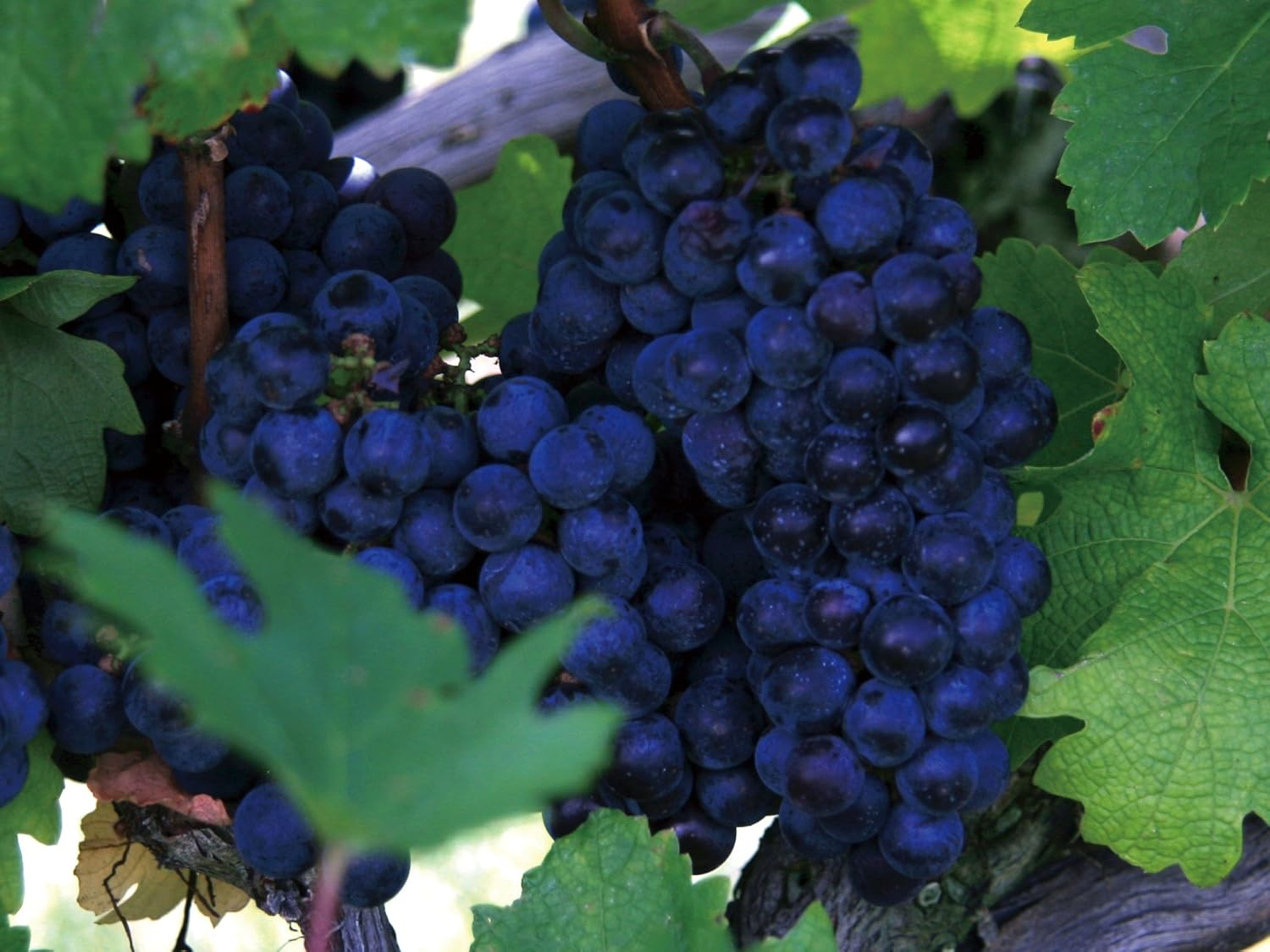 Ecott Cosmetics Organic Hair Pack Grape Nagano image number 1