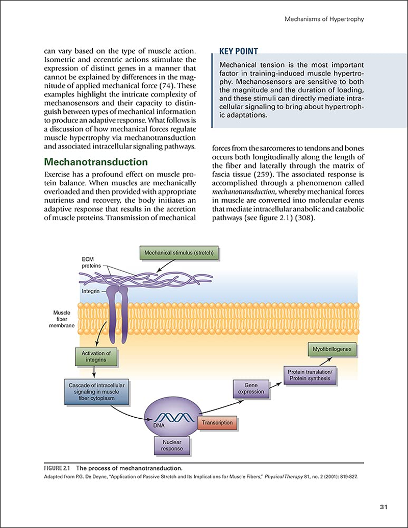 Science and Development of Muscle Hypertrophy image number 2