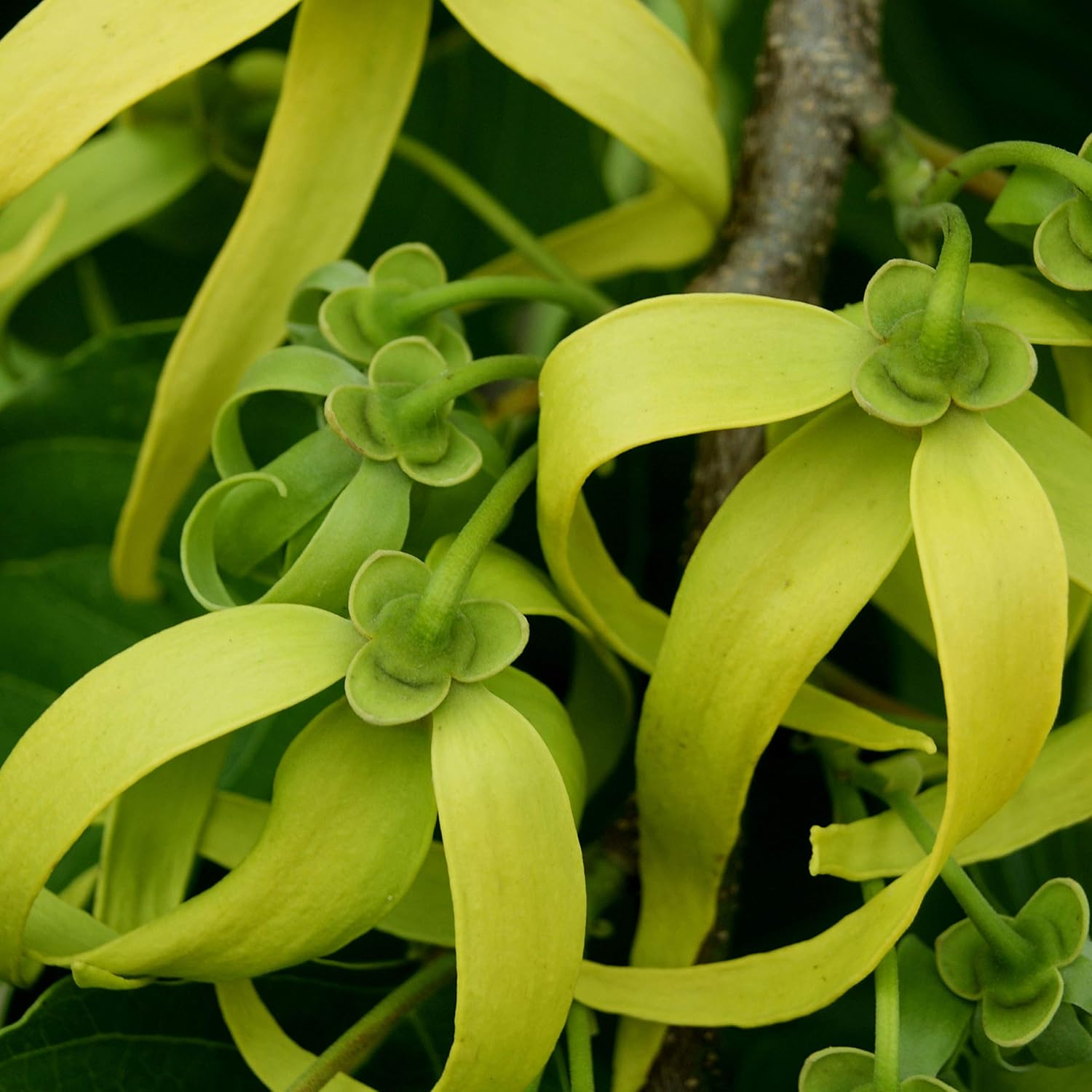 Paul Sebastian Benefit Paul Sebastian Design Cologne Spray for Women, 100Ml (DESF4001)