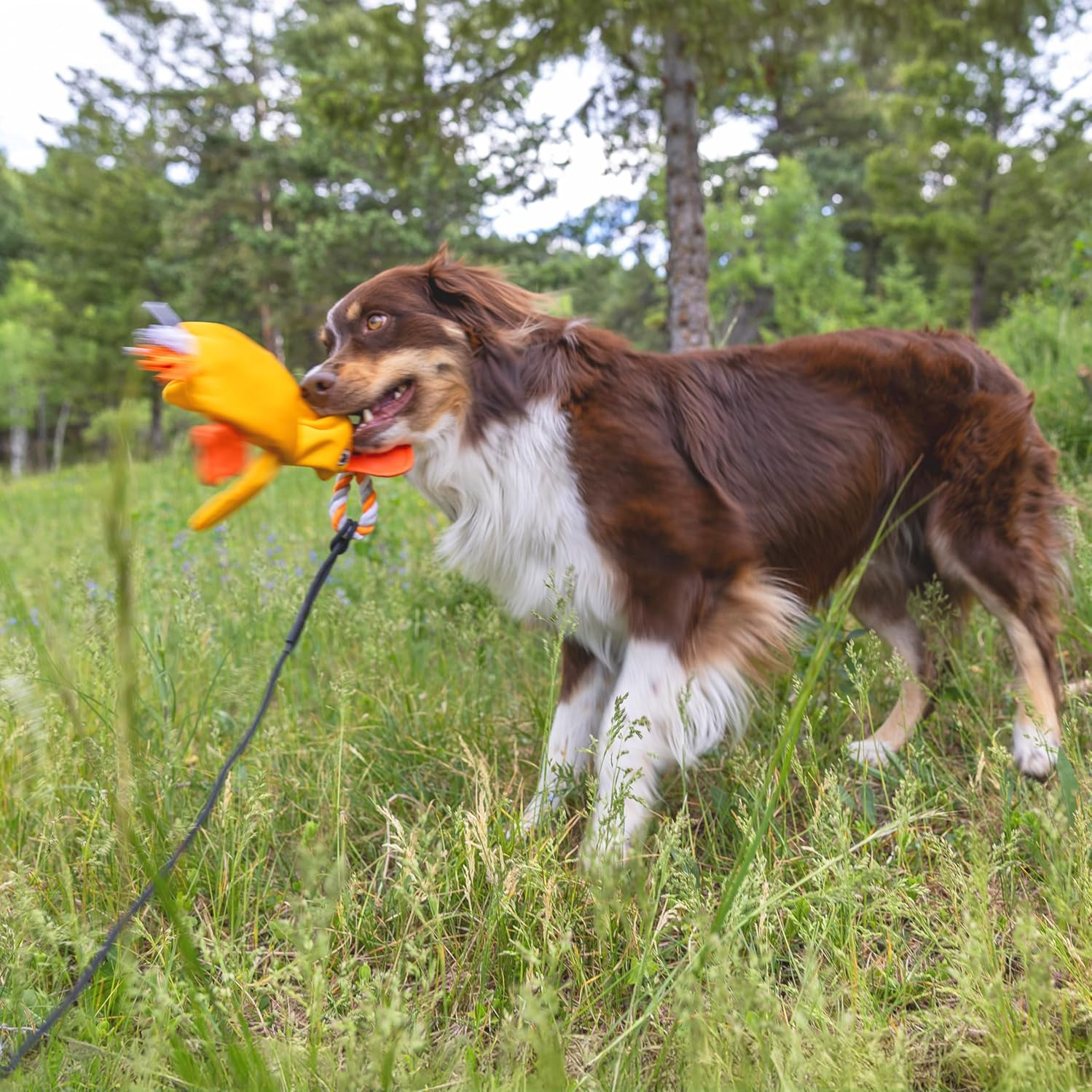 Flirt Pole Replacement Toy - Multi-Sensory Tough Tug Toy for Mighty Strongbite Flirt Pole for Dogs, Flirt Pole Attachment Lure Toy (Duck) image number 3