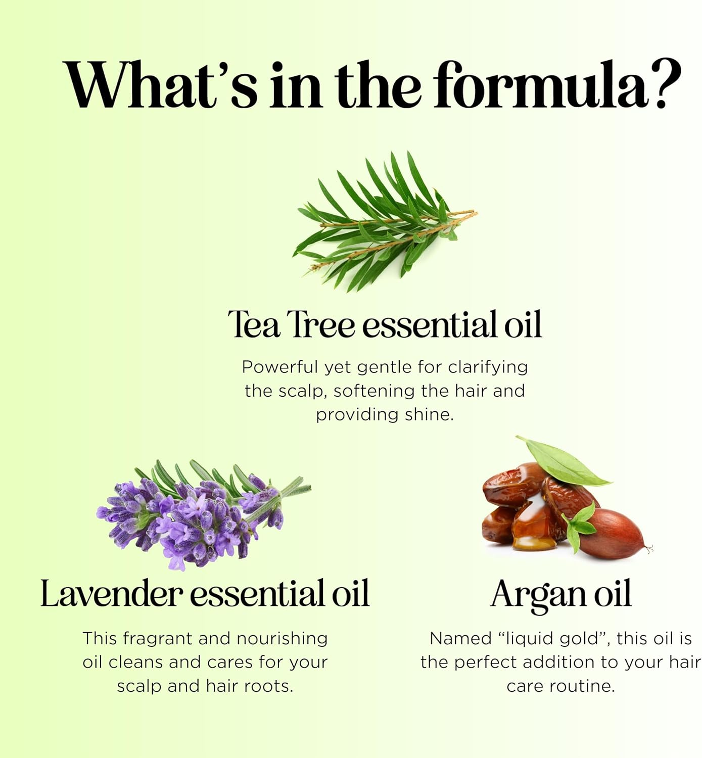 Maple Holistics Tea Tree Oil Shampoo - Natural Anti-Dandruff & Anti-Fungal Shampoo for Dry, Itchy & Flaky Scalp - Prevents Head Lice & Thinning Hair (16 Fl Oz) image number 6