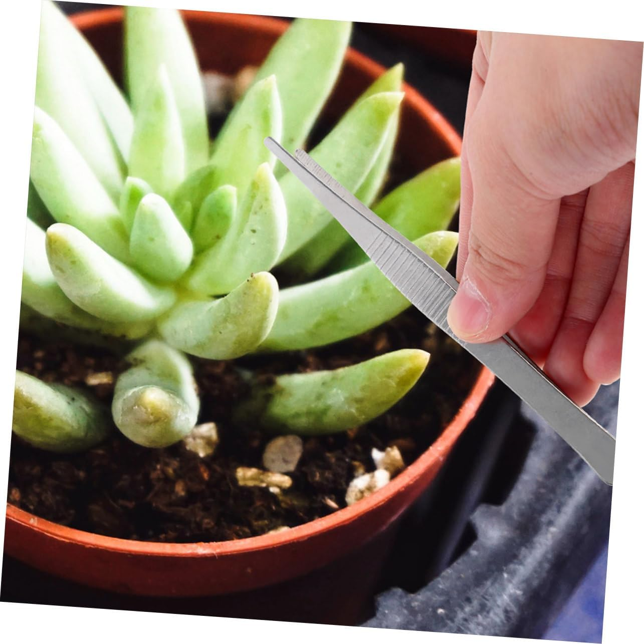 BESPORTBLE 10Pcs Gardening Tweezers Set 18Cm Long Gardening Plant Bonsai Tweezers Teeth Portable Craft for Garden Tools and Household Plant Care