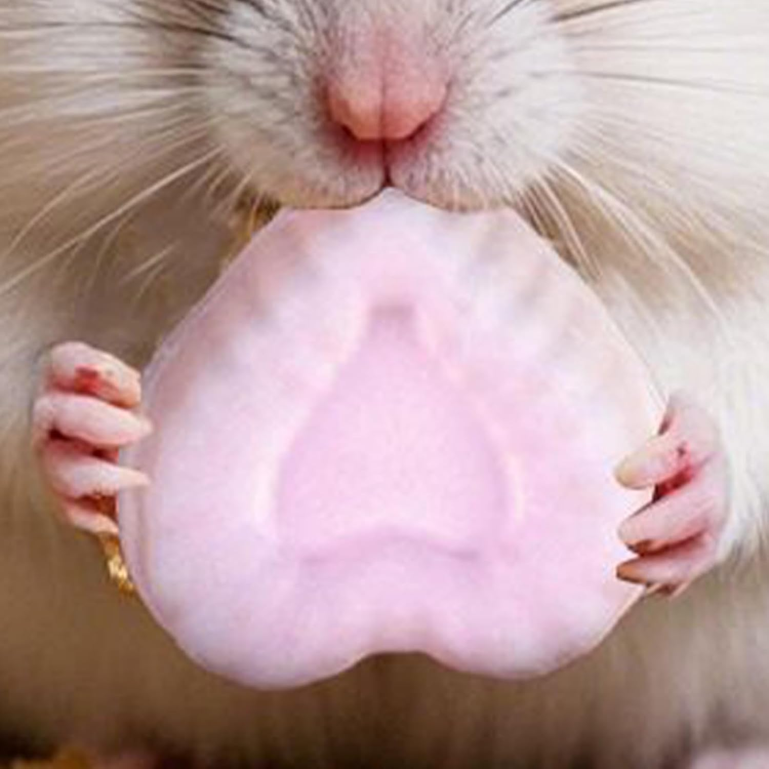 CAPORE CAMINARE CAMINARE, MASSION FIELD, Chewing Toys for Small Animals &ndash; Fun Siewble Natural Food for Rat Rabbit Ferret, Interactive Enrichment to Forage the Exerci image number 1