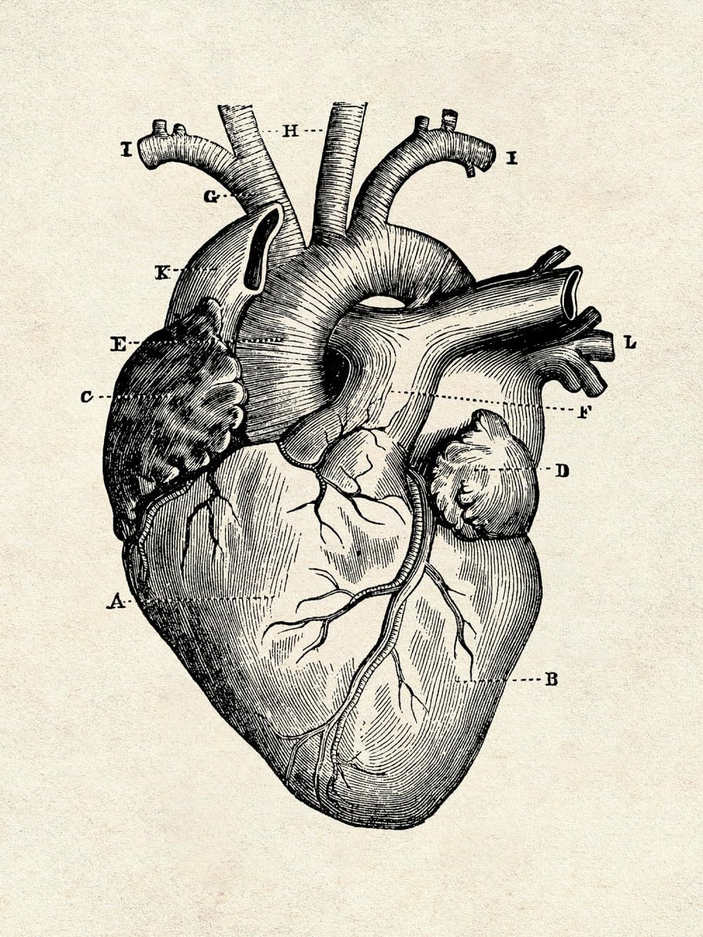 Ohhvvow Human Anatomy Artwork Medical Wall Picture Muscle Skeleton Vintage Poster Nordic Canvas Print Education Painting Modern Decor(Unframed) image number 2