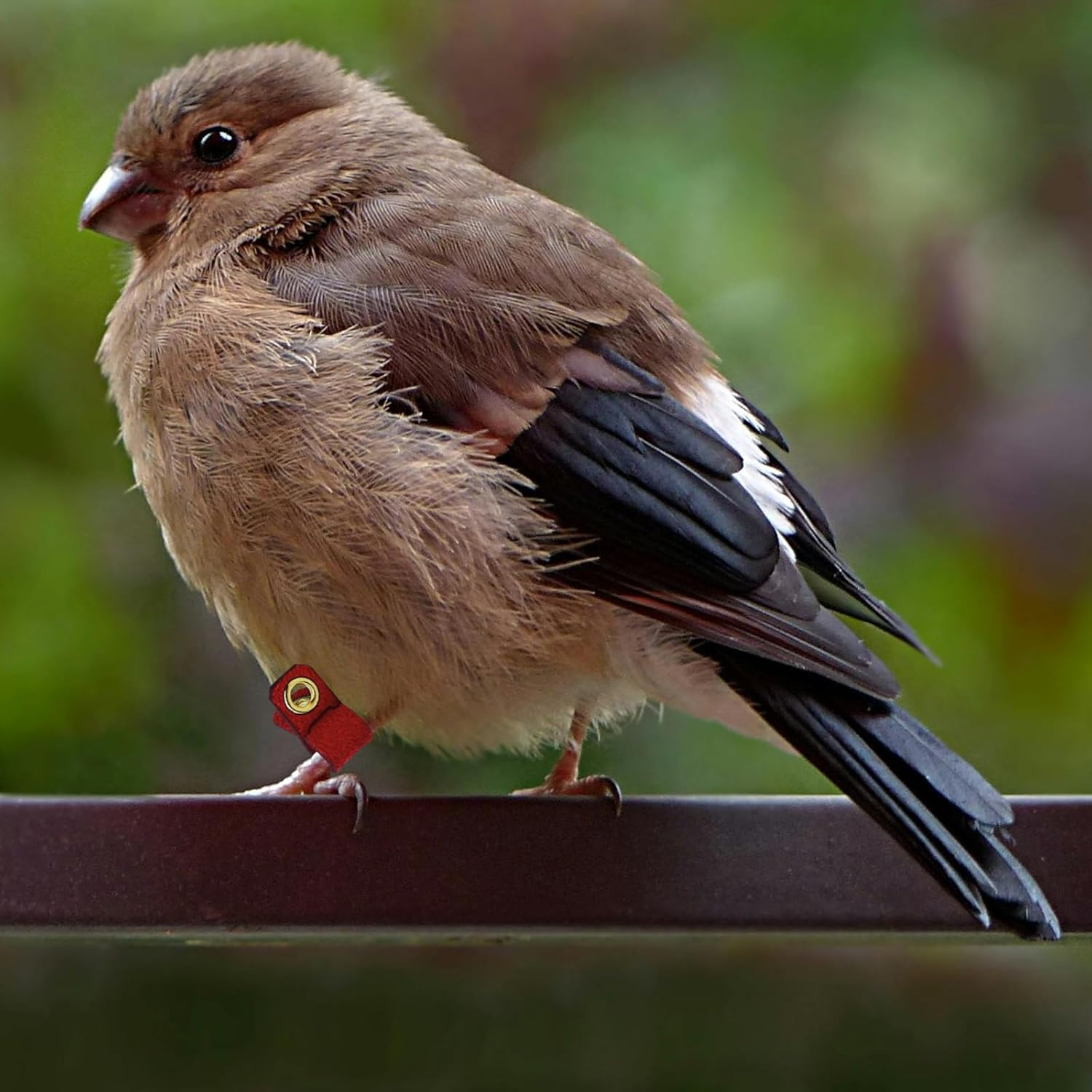 NUOBESTY 4 Sets Suede Cloth Bird Leg Rings Parrot Ankle Bands with Open Design for Pigeon Foot Protection and Bird Identification Suitable for Cockatiels and Budgerigars image number 4