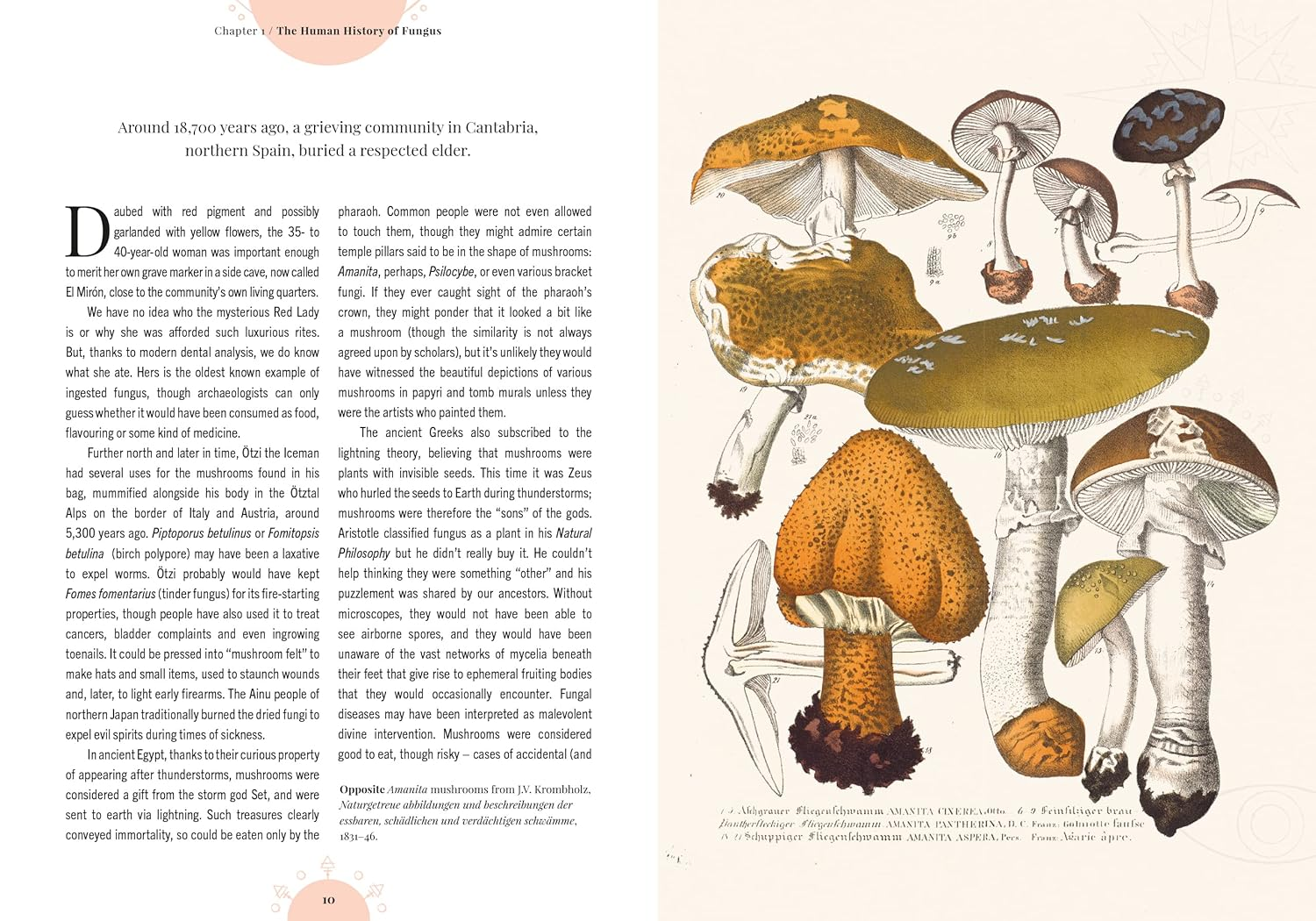 The Magic of Mushrooms: Fungi in Folklore, Superstition and Traditional Medicine image number 5