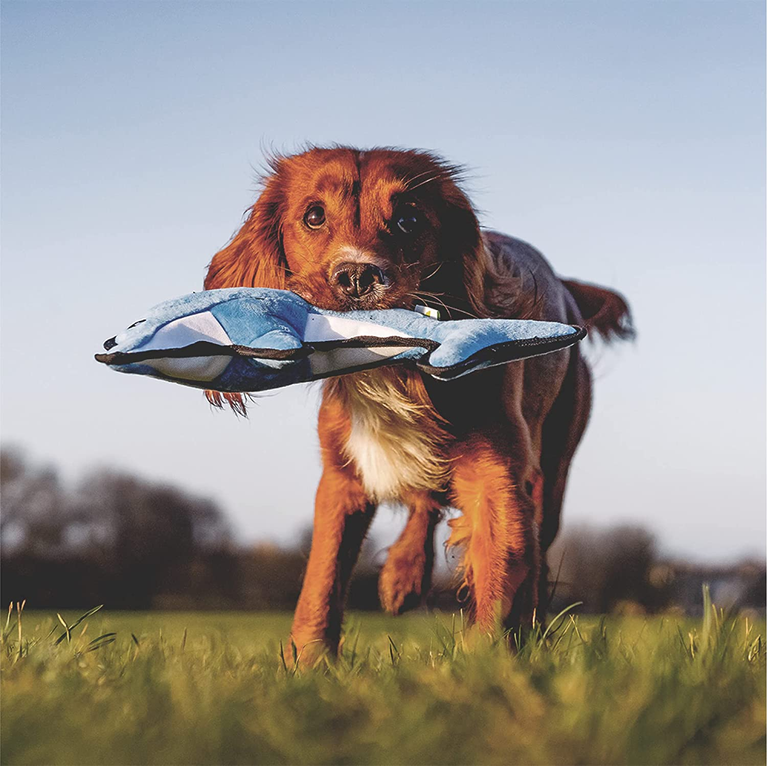 Beco Post Consumer Recycled Plastic Rough and Tough Dolphin Dog and Cat Toy Blue Medium