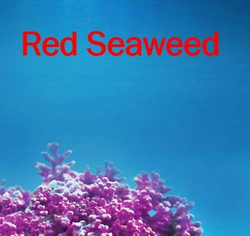 Vetnex Seaweed Calcium Powder for Dogs & Cats 200G image number 1