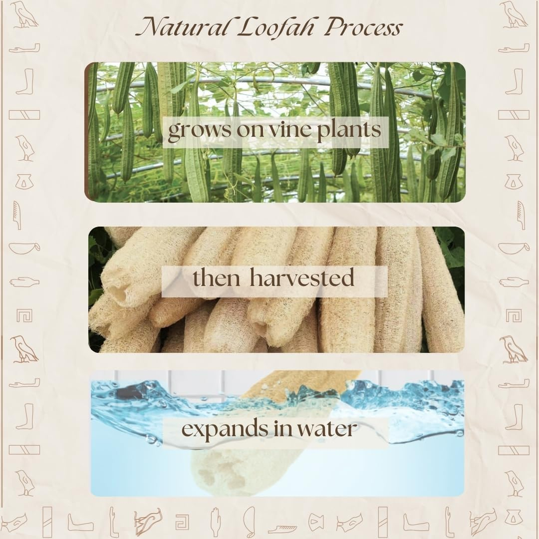 One Whole Egyptian Loofah 100% Natural SPA Beauty Bath Sponge Body Scrubber Puff. Premium Quality Lofa Loofa Luffa Loffa for Exfoliating Your Skin. image number 1