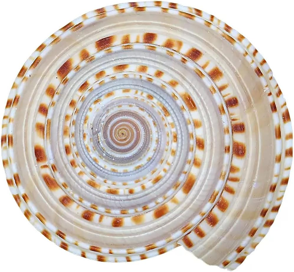 Shells,Conch Shell, Shells Natural Conch 6-7Cm Perfect for Wedding Decor Beach Theme Party, Home Decorations,Diy Crafts, Fish Tank and Shell Collectors image number 1