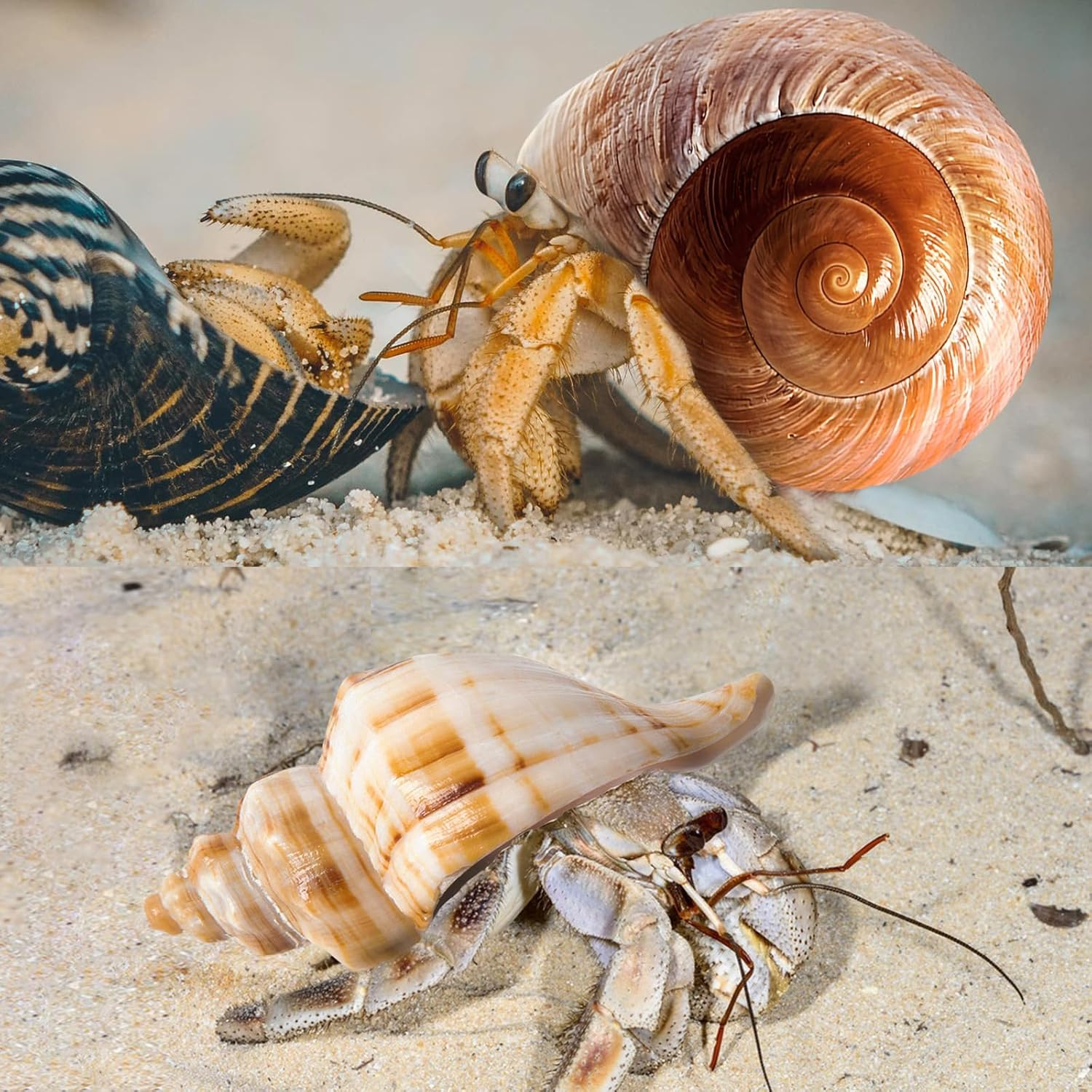 5PCS Large Hermit Crab Shells | Natural Sea Conch Size 2.8" - 3.9", Opening Size 1.5" - 2.5" | Turbo Seashells for Hermit Crab Supplies and Beach Decoration Large Sea Shell image number 6