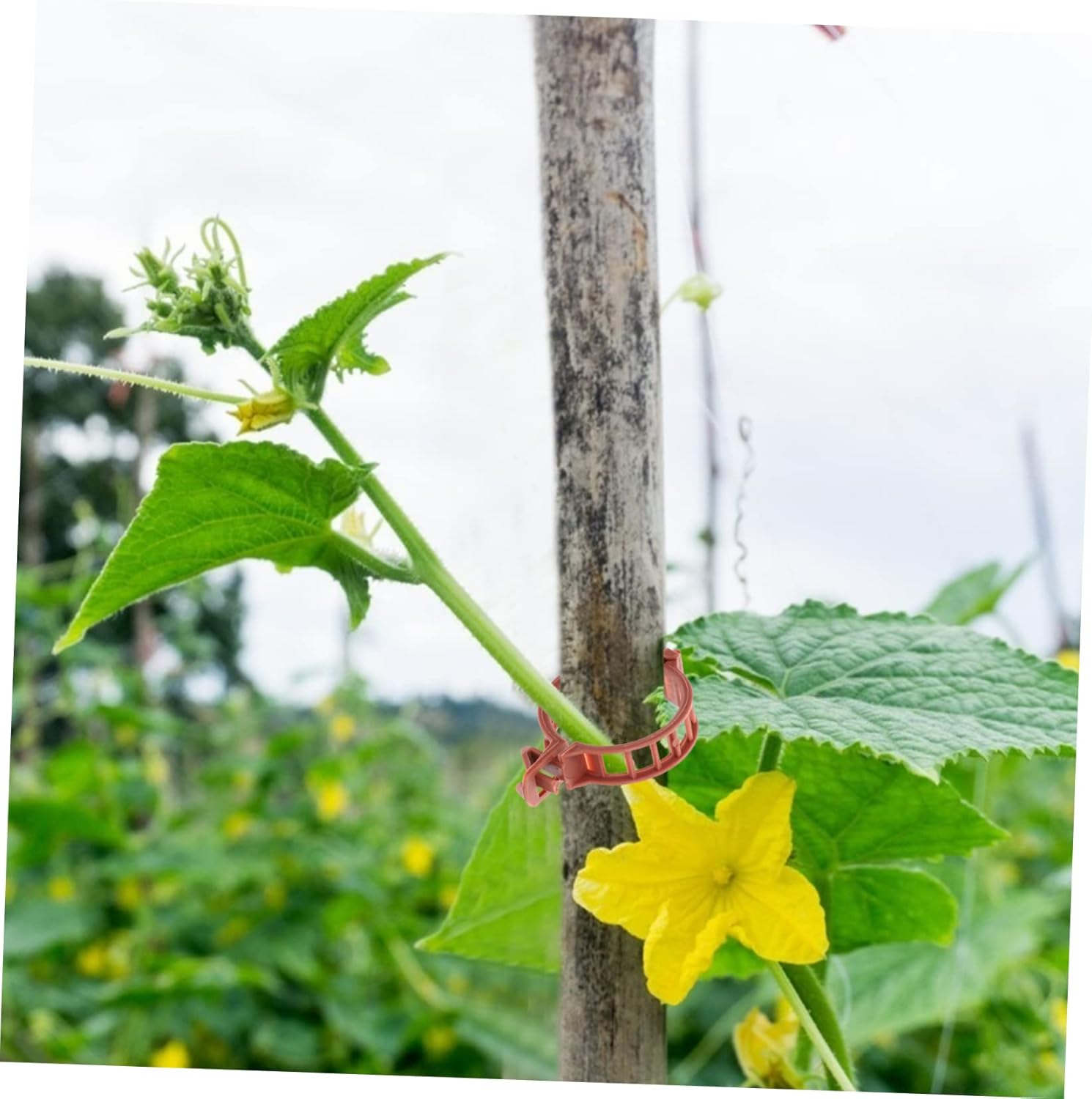 Kisangel 100Pcs Plastic Plant Clips Gardening Clamps Tomato Stem Support Fixing Clips 32Mm Diameter Brown for Garden Plant Growth and Vine Stabilizing image number 6