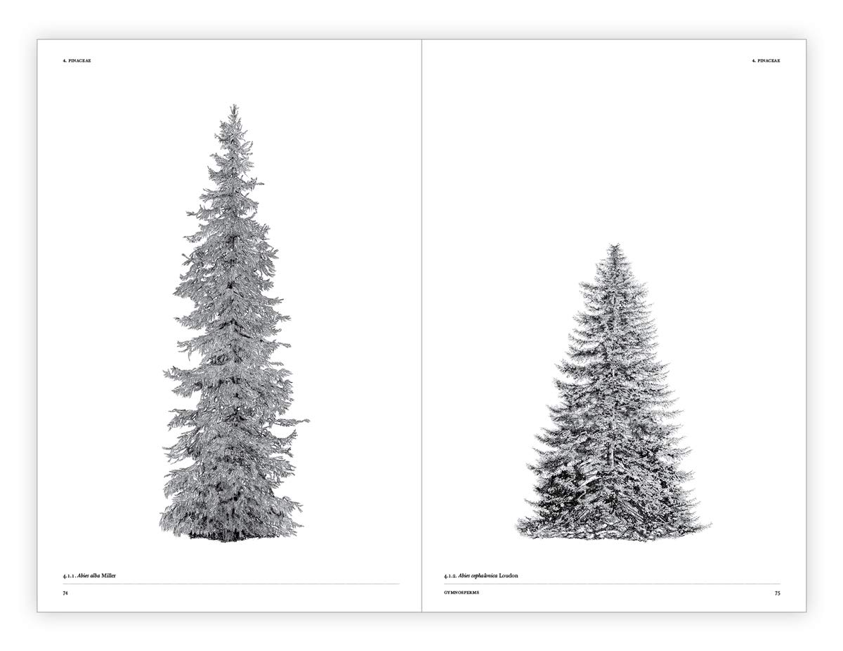 The Architecture of Trees image number 6