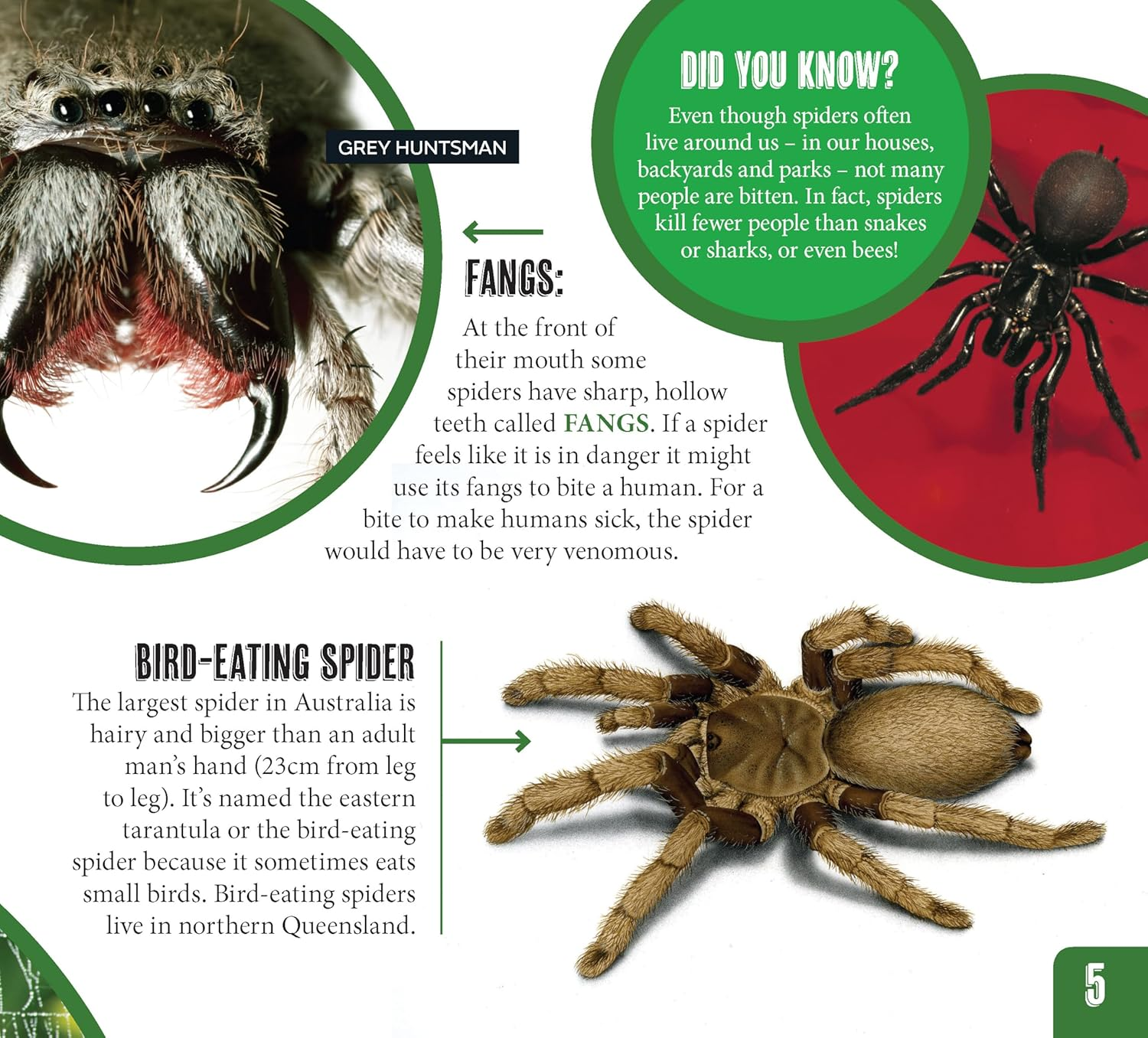 AG Discover: Minibeasts image number 4