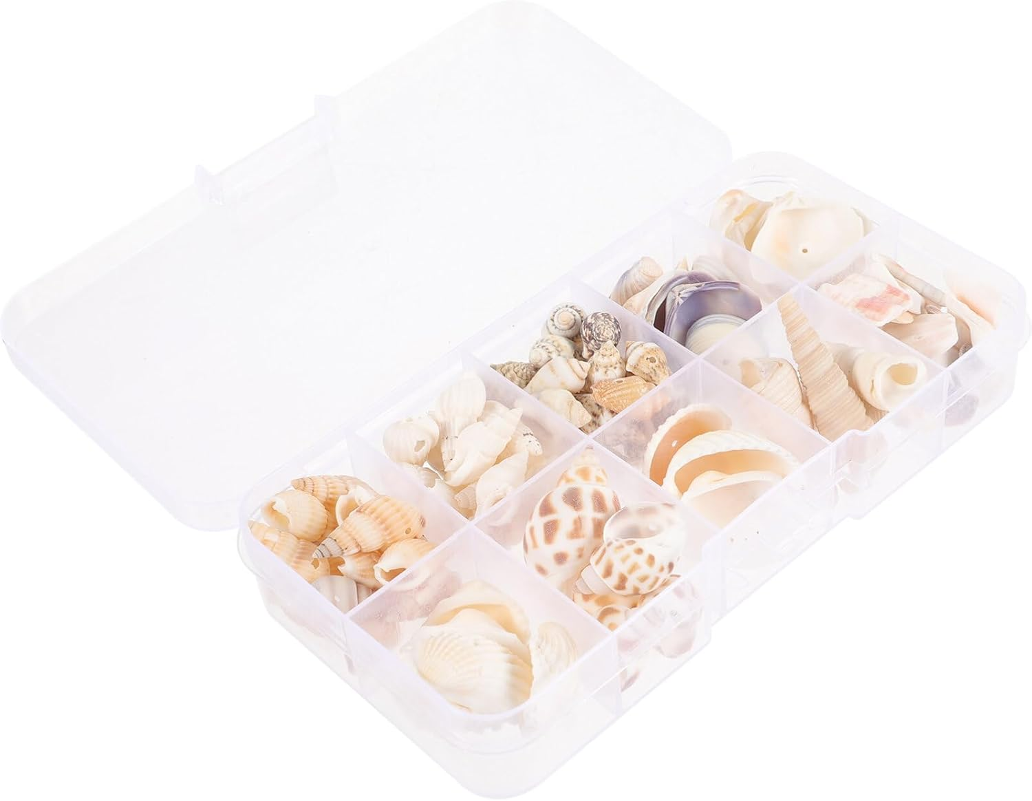 SOLUSTRE 1 Box Natural Tiny Shells Small Sea Shells Decorative Conch Miniature Seashells Decors for DIY Bottle Ornament Wall Art Beach Party Decor Fish Tank Vase Filler image number 2