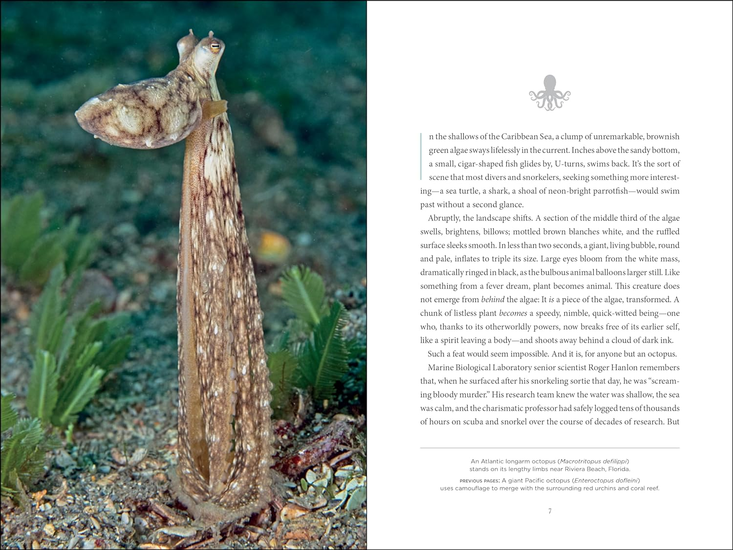 Secrets of the Octopus image number 4