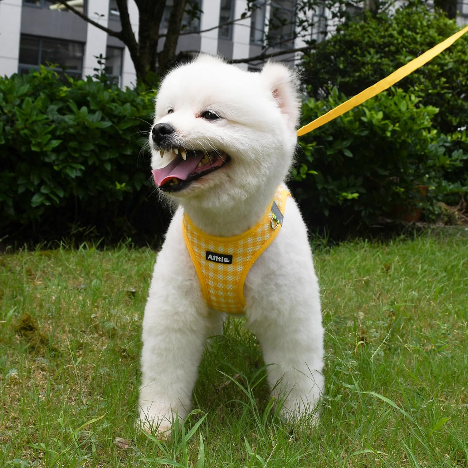 AIITLE No-Pull Pet Harness with a Leash, Plaid Comfort Padded Vest, Step in Dog Harness, Reflective Bands, Soft Breathable Pet Supplies, for Small and Medium Dogs and Cats Yellow S image number 5