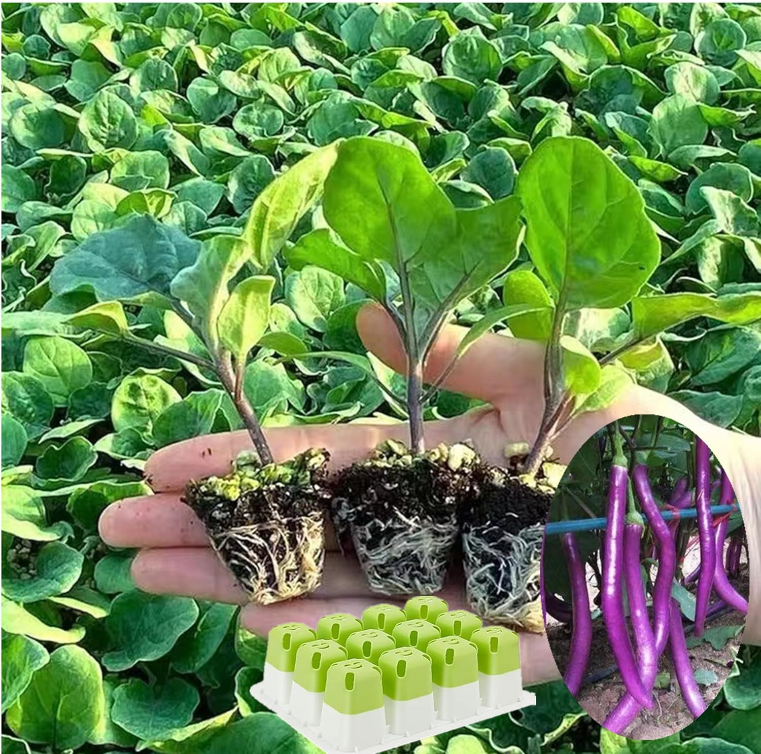 5Pcs Reusable Seed Starter Tray, Silicone Seeding Starter with Flexible Pop-Out Cells (60 Cells in Total), Plant Growing Trays for Seed Starter, Indoor Greenhouse Seeding Planting Growing(5Pcs,Green) image number 5