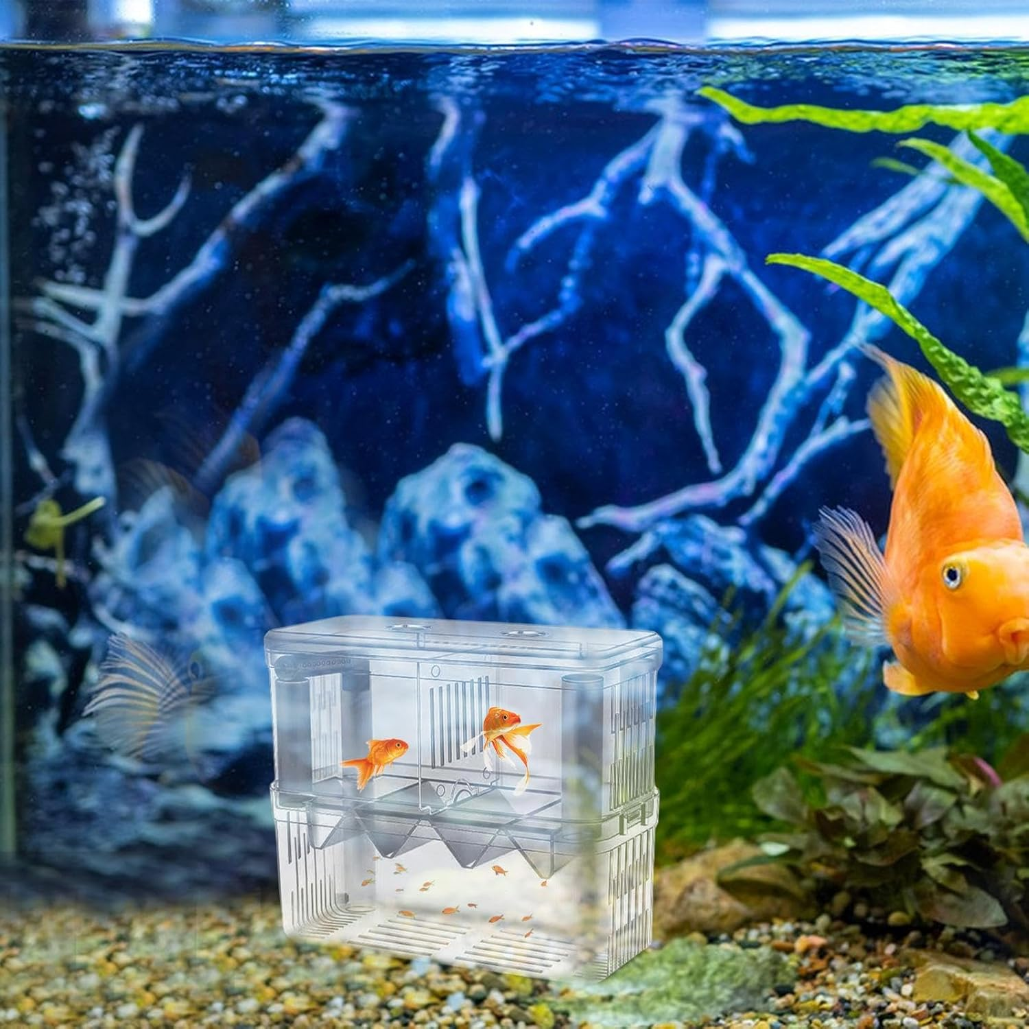 Aquarium Breeding Tank - Clear Double Layer Hatchery Box, Suction Cup Fish Incubator Fry, Transparent Nursery Isolation Chamber | Small Aquatic Pet Rearing Accessories image number 3
