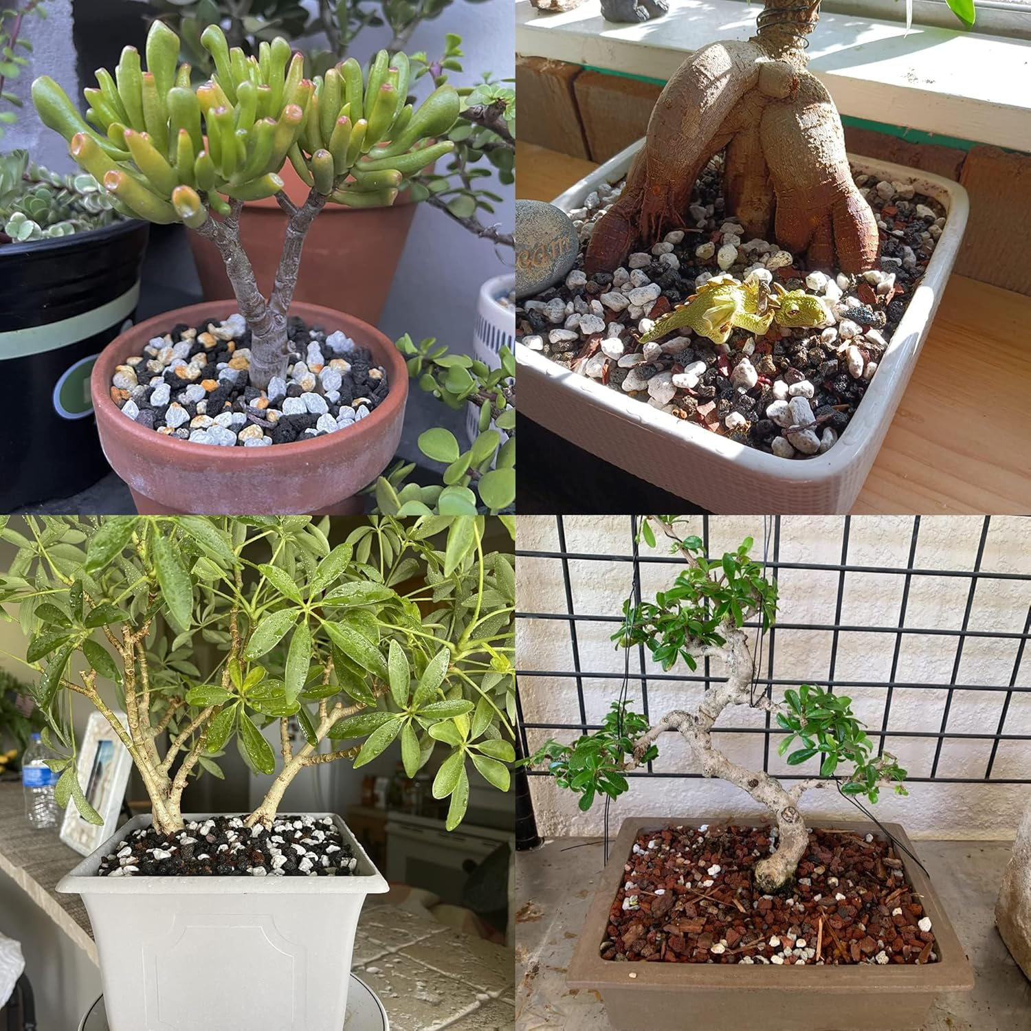 Organic Pumice for Bonsai and Horticultural 100% Natural (1 Gallons, 1/2 Inch) image number 7