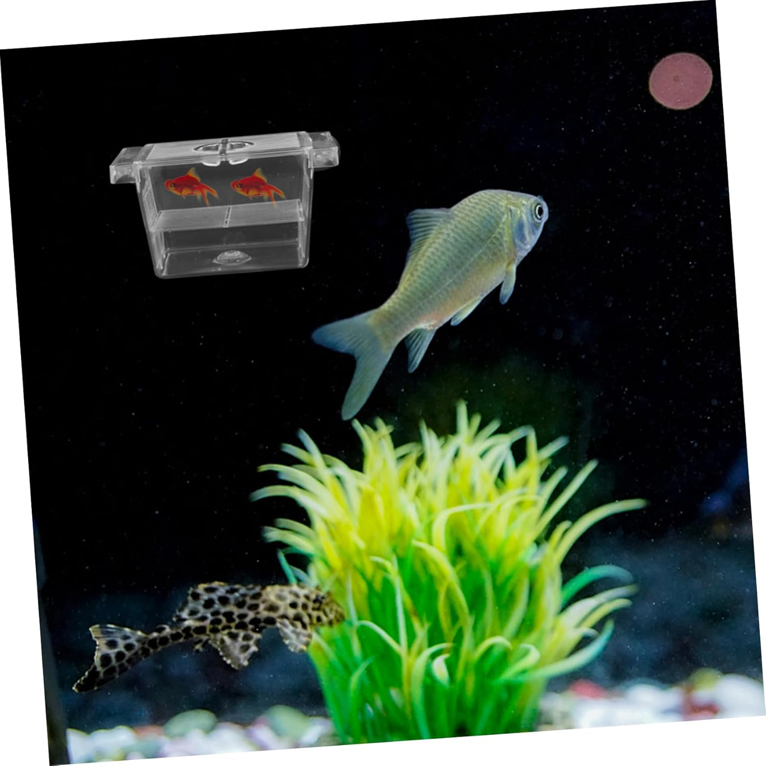 CIYODO Aquarium Fish Breeding Box with Divider Double-Layer Incubator Container Self-Floating Betta Fish Tank Suitable for Guppy and Shrimp Hatchery in Home Aquatic Pets