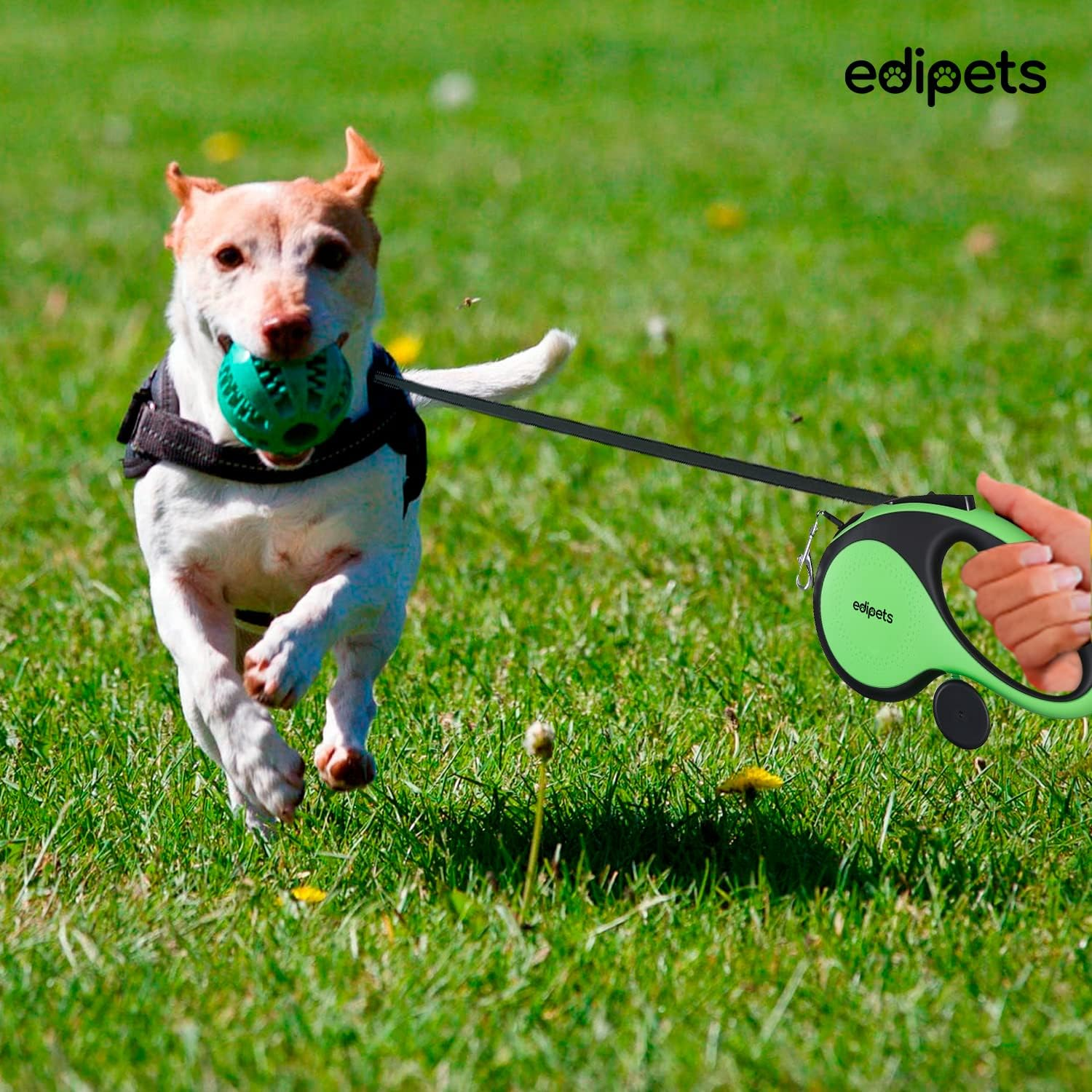 Edipets, Retractable Dog Leash, 5 Metres, Includes Bag Dispenser, Flexible Tape for Training and Walking, for Small, Medium and Large Dogs (Green, 5 Metres) image number 7