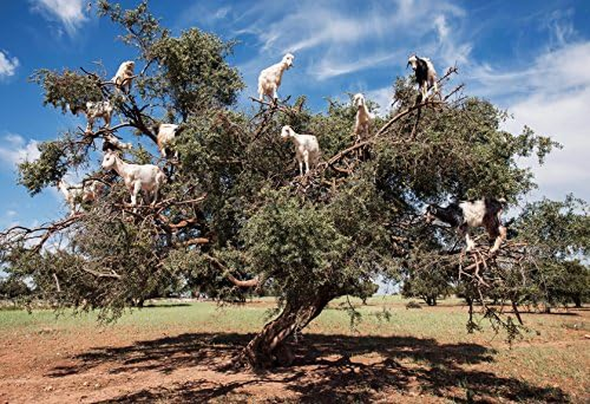 US Organic Moroccan Argan Oil, USDA Certified Organic,Pure & Natural, Cold Pressed Virgin, Unrefined, 4 Oz in Amber Glass Bottle with Glass Eye Dropper for Easy Application. Origin_Morocco image number 6