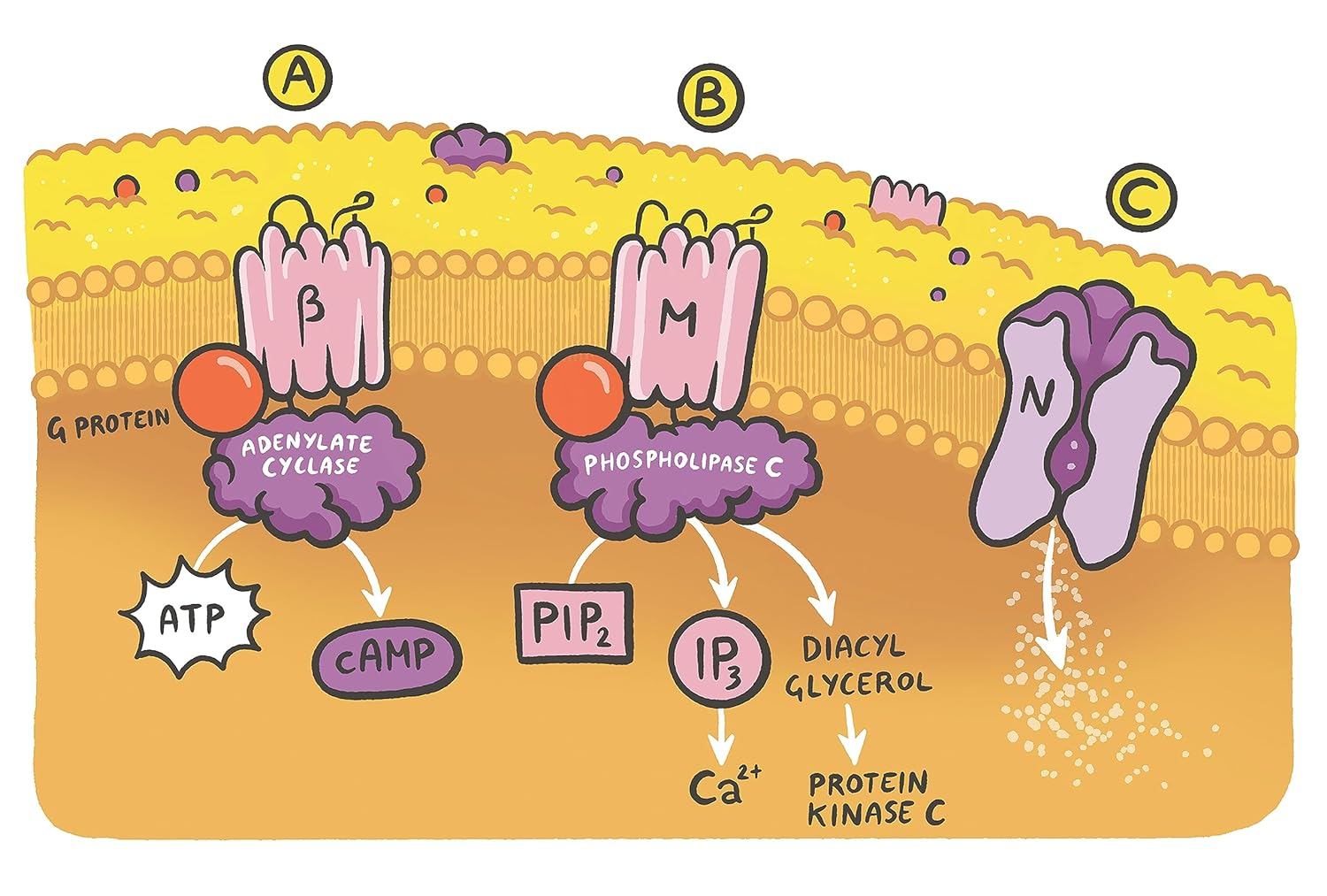 Clinical Pharmacology Made Ridiculously Simple image number 4