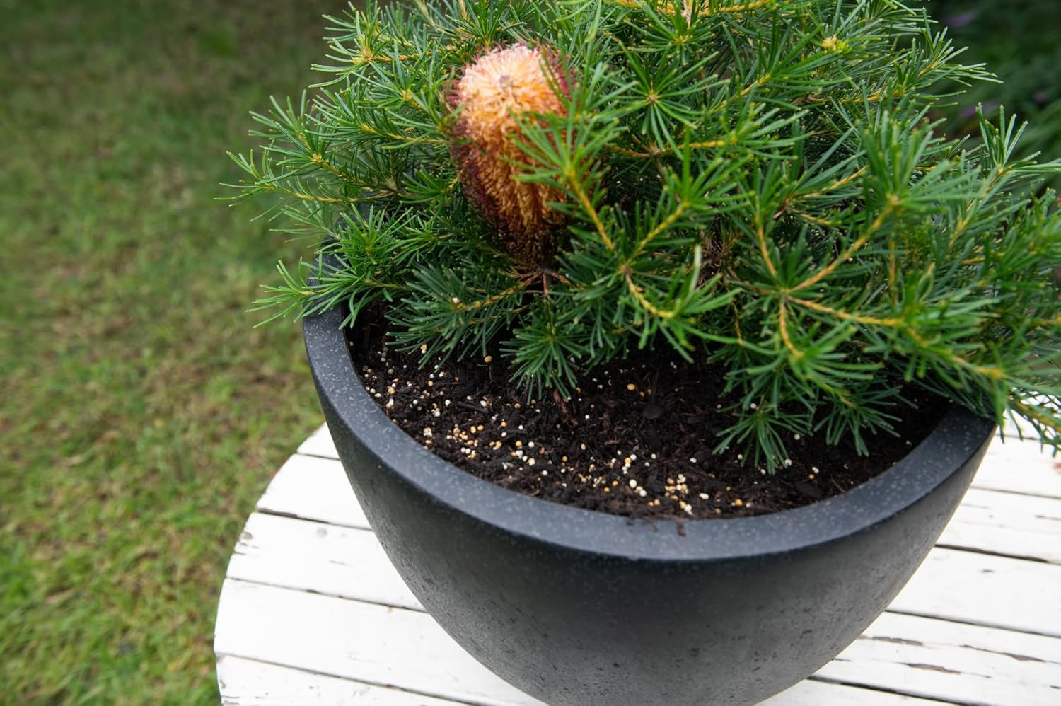 Scotts Osmocote Controlled Release Plant Food Fertiliser for Native Plants 700G - 6 Months Feed with Trace Elements - All Phosphorus-Sensitive Plants - No Surge Growth image number 1