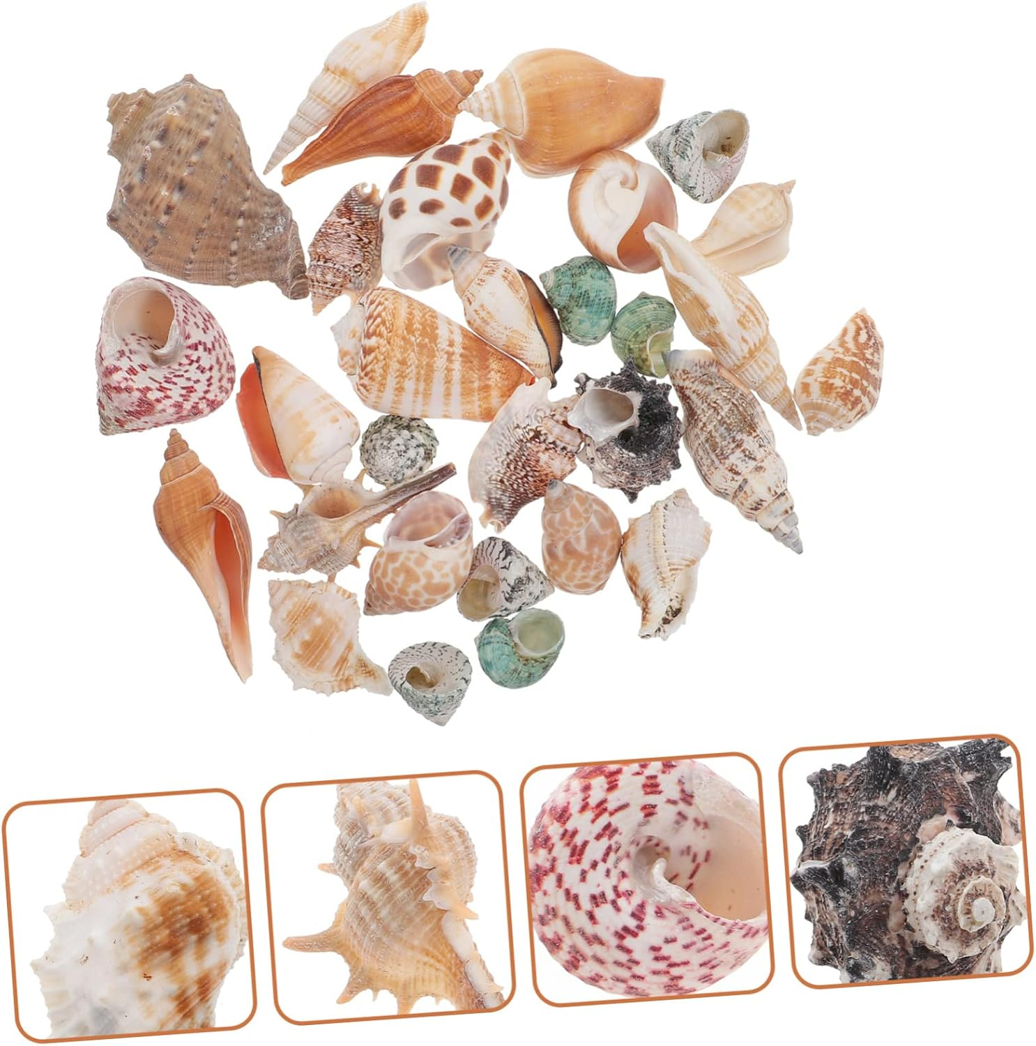 Angoily 1 Set Hermit Crab Conch Fish Tank Rocks Aquarium Conch Decor Beach Seashells Desk Top Decor Zen Garden Decor Ornament Pond Conch Decor Scallops Material Package Natural Conch image number 1