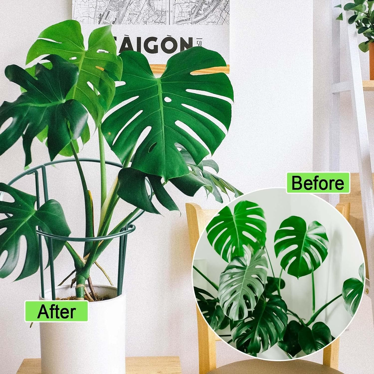 8 Pack Plant Support Stakes, Metal Peony Cages and Supports, Outdoor Garden Stakes Plant Cage, Large Plant Support Rings for Tomato,Rose,Flowers Vine,Indoor Tall Plants (10" W X 15.8" H) image number 1