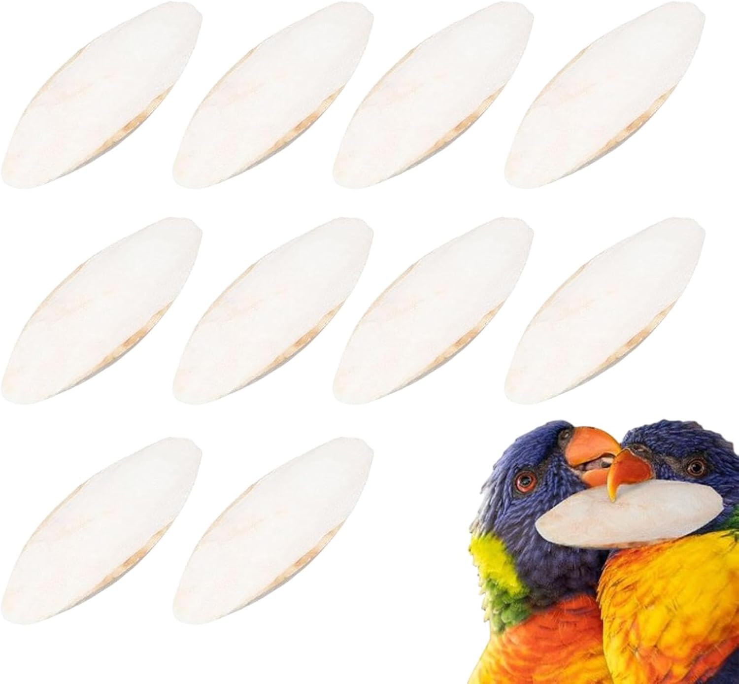 Birds Cuttlebonne - 10 Cuttlefish Bonne | 9-12Cm Parrots Bonne | Natural Cuttlefish Bonne | Bird Calcium Source, Natural Cuddle Bonne Toy for Reptiles, Turtles, Cockatiels image number 5