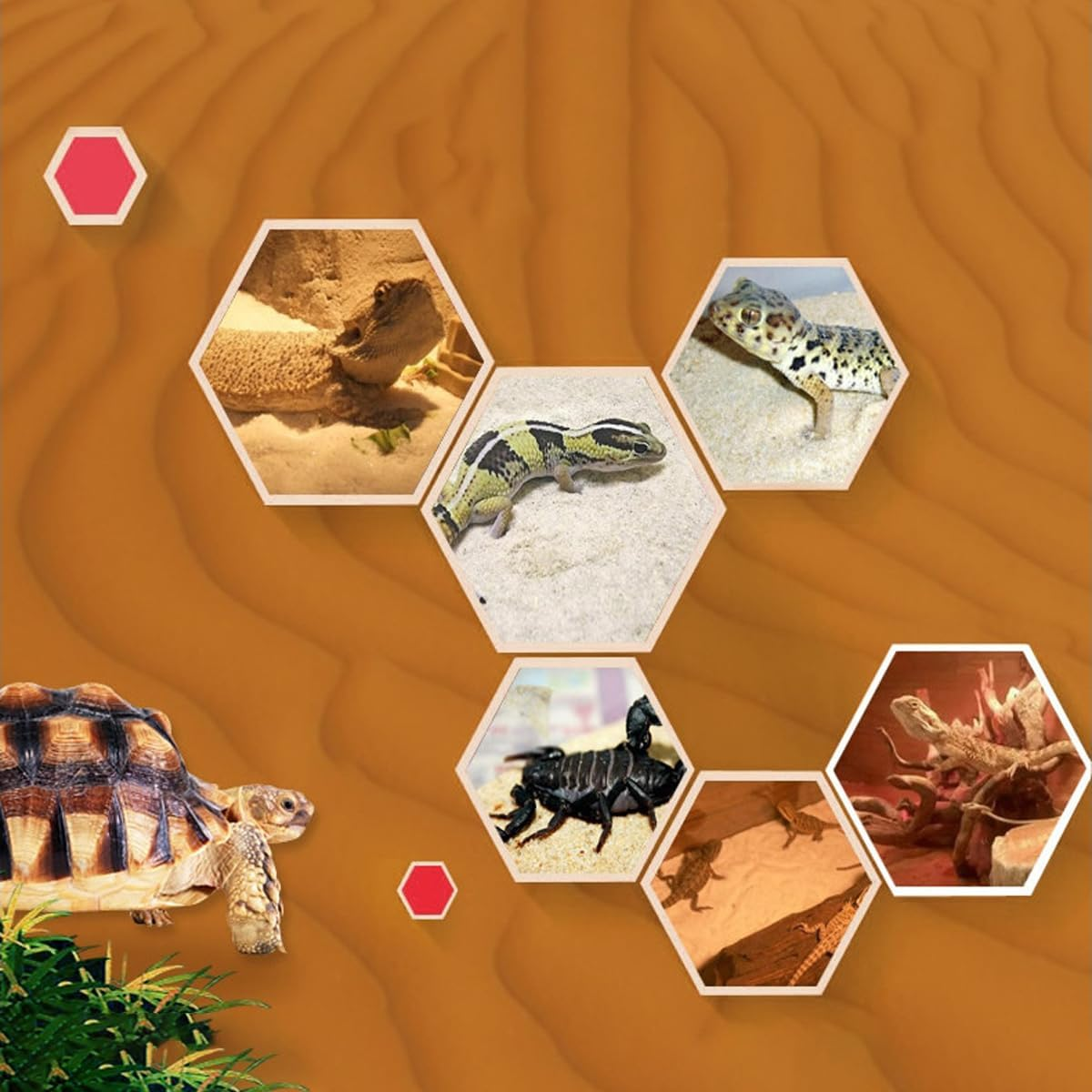 AIMALL Multi-Color Pet Sand for Tortoises, Snakes, Lizards, Spiders &ndash; Reptile Habitat Decor and Substrate &ndash; Ideal for Environmental Enrichment