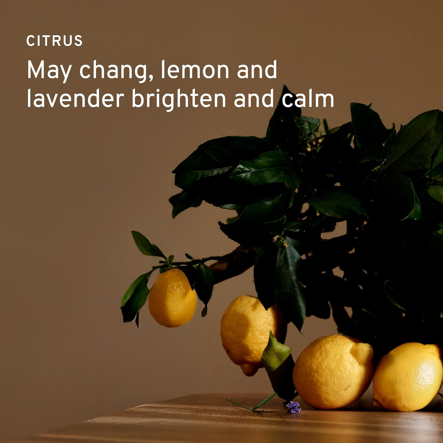 Cowshed Cowshed Soften Shampoo for Unisex 10.14 Oz Shampoo, 300 Ml image number 5