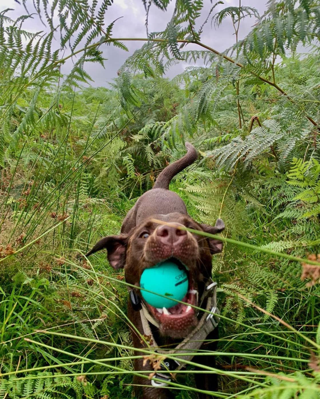 SPORTSPET Tough Bounce Natural Rubber Dog Balls - Highly Durable Tough Bounce Balls (65Mm) image number 4