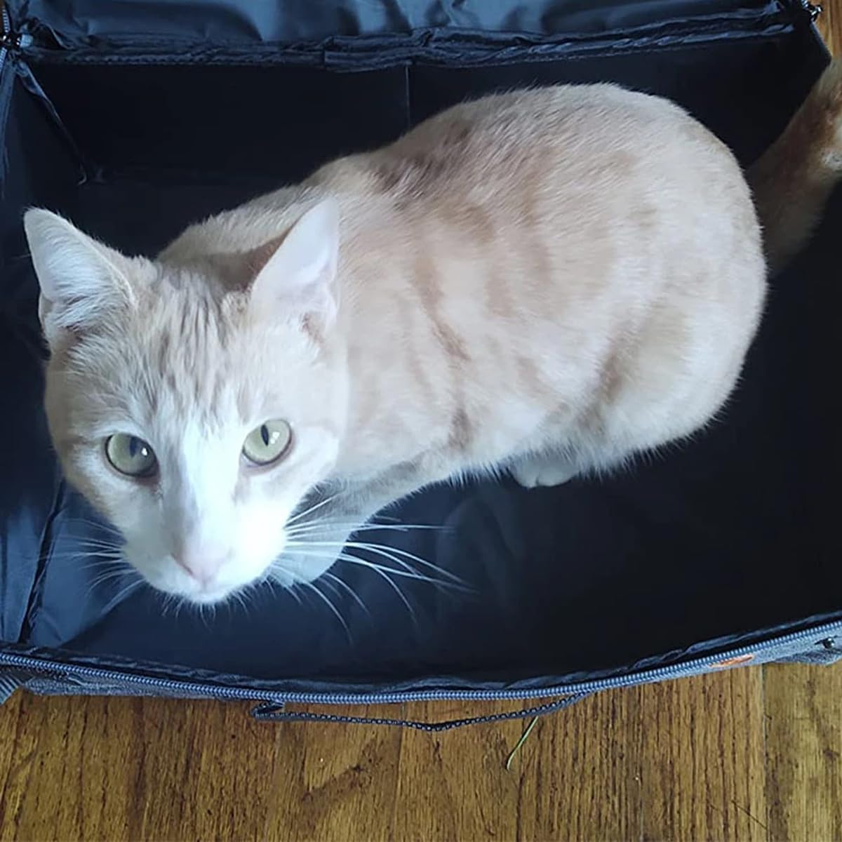 Factory Stock Portable Foldable Travel Cat Litter Box with Lid and Handle, Waterproof and Durable Fabric, Standard Size, Easy to Clean, Compact Design for Indoor and Outdoor Use image number 3