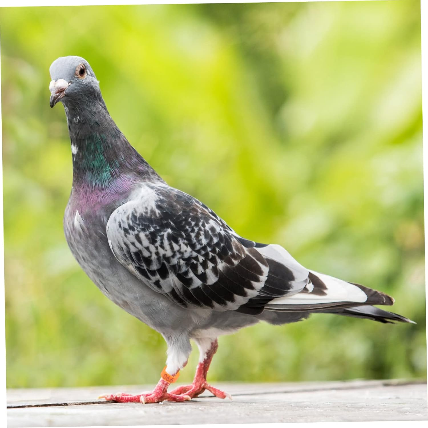 ERINGOGO 100 Pcs Pigeon Foot Rings Plastic Bird Leg Bands Identification Bands Bright Orange for Pigeons and Poultry Bird Accessories image number 6