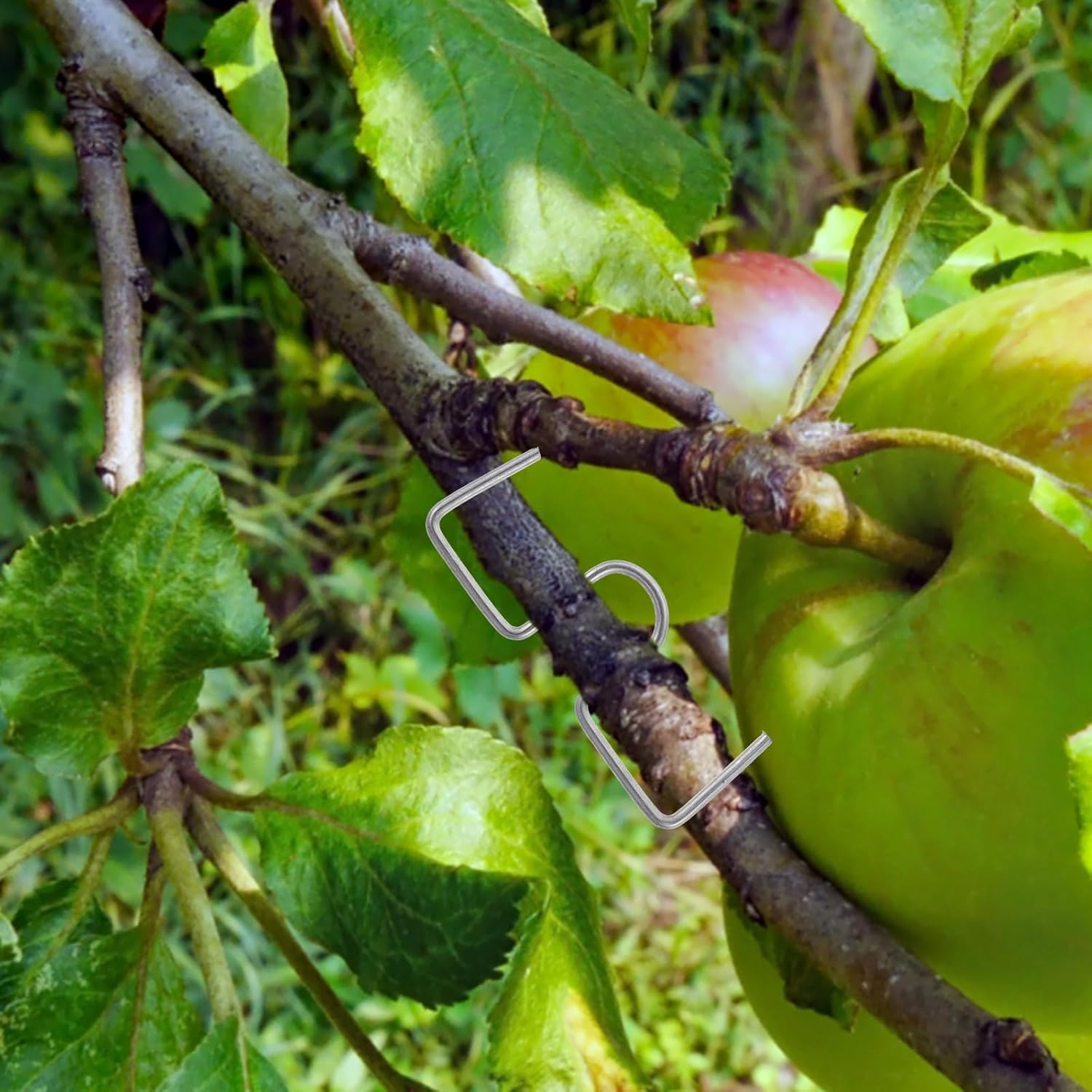 DOITOOL 25PCS Fruit Tree Branch Puller Plum Tree Open Angle Pull Branch Bending Tool Fruit Tree Branch Spreaders Farm Tools Branch Bending Tool, Fruit Trees Branch Support image number 2