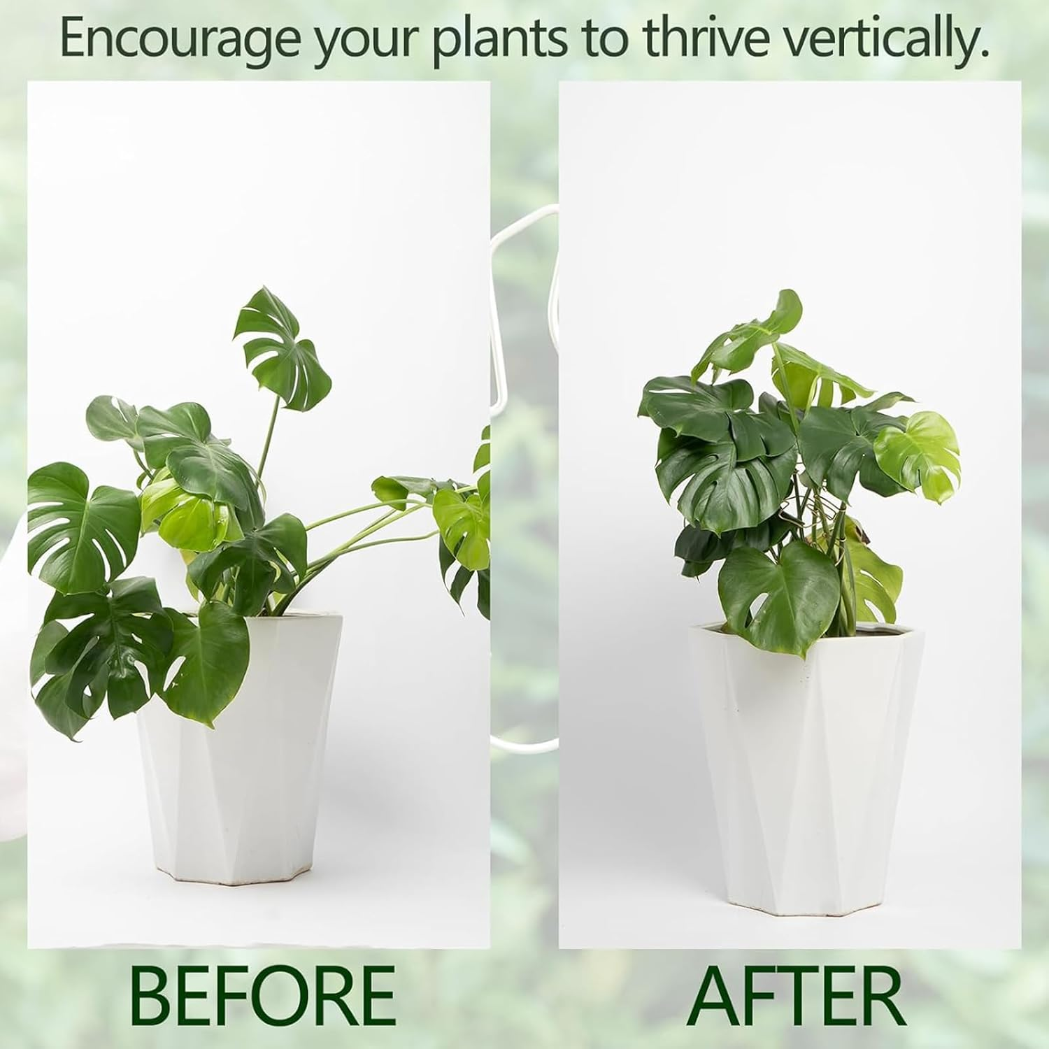 Zalizr 5 PCS Plant Stem Support, Metal Monstera Stabilizer Grapple Holder, Durable Turtle Shell Bamboo Support for Healthy Growth, Easy-To-Use Wear-Resistant Plant Stabilizer (Gold, 16X18 CM) image number 3