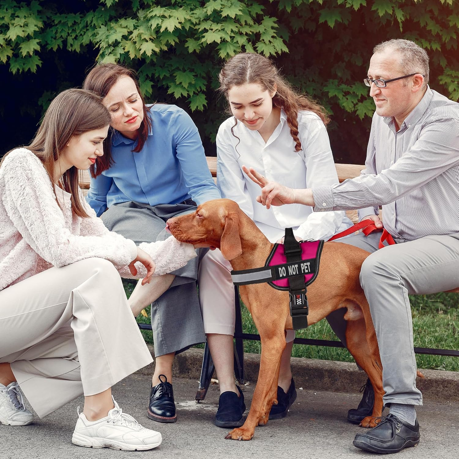 Dogline Vest Harness for Dogs and 2 Removable Do Not Pet Patches, Medium/22 to 30", Pink