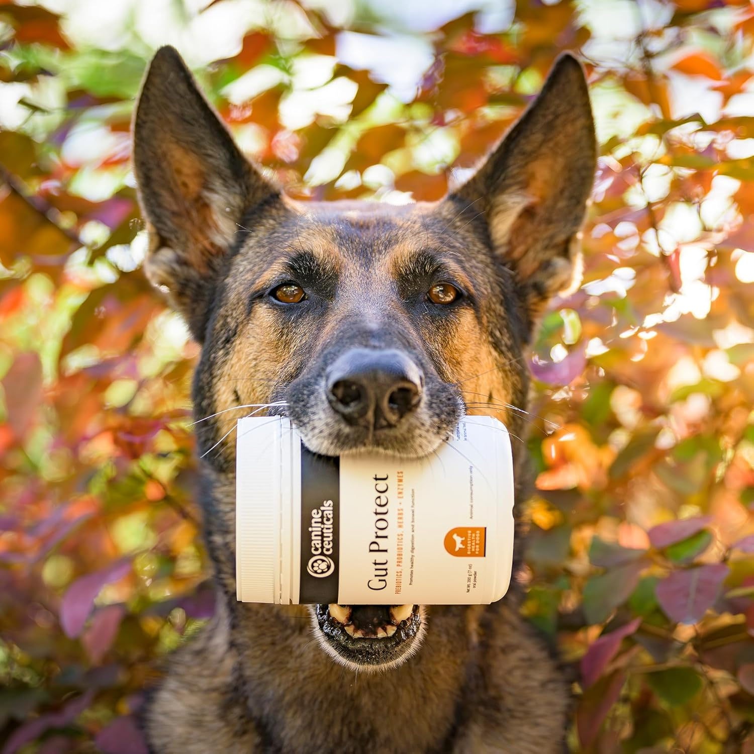 Gut Protect - Digestive Support for Dogs - Prebiotics, Probiotics, Herbs & Enzymes - Gut Flora, Nutrient Absorption & Immunity - Eases Discomfort & Promotes Regularity (400 G) image number 2