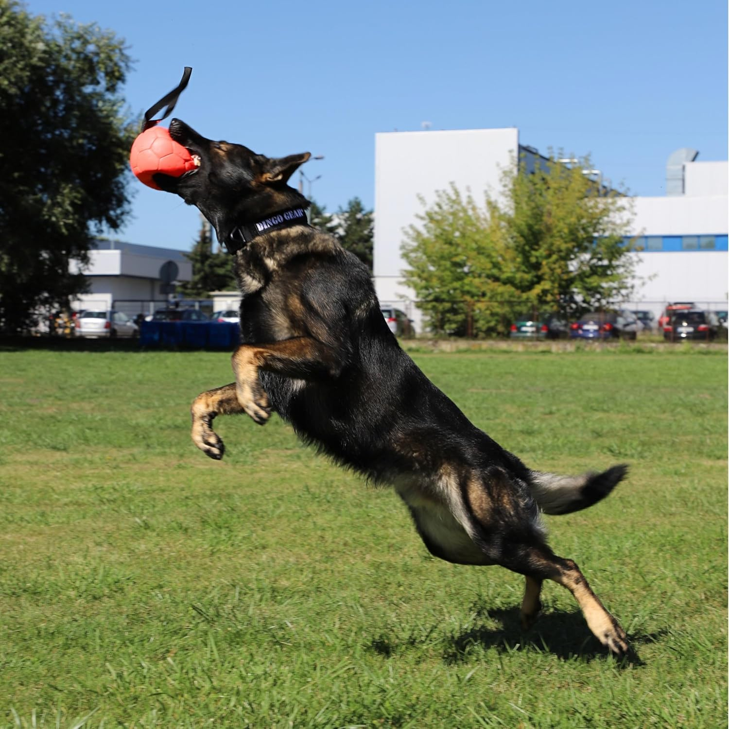 Dingo Gear Ball with Loop Filled Full Ball Made of Eco Leather Diameter of 18 Cm Dog Toy Training Ball Dog Training Fun for Dogs Orange S02698 image number 5