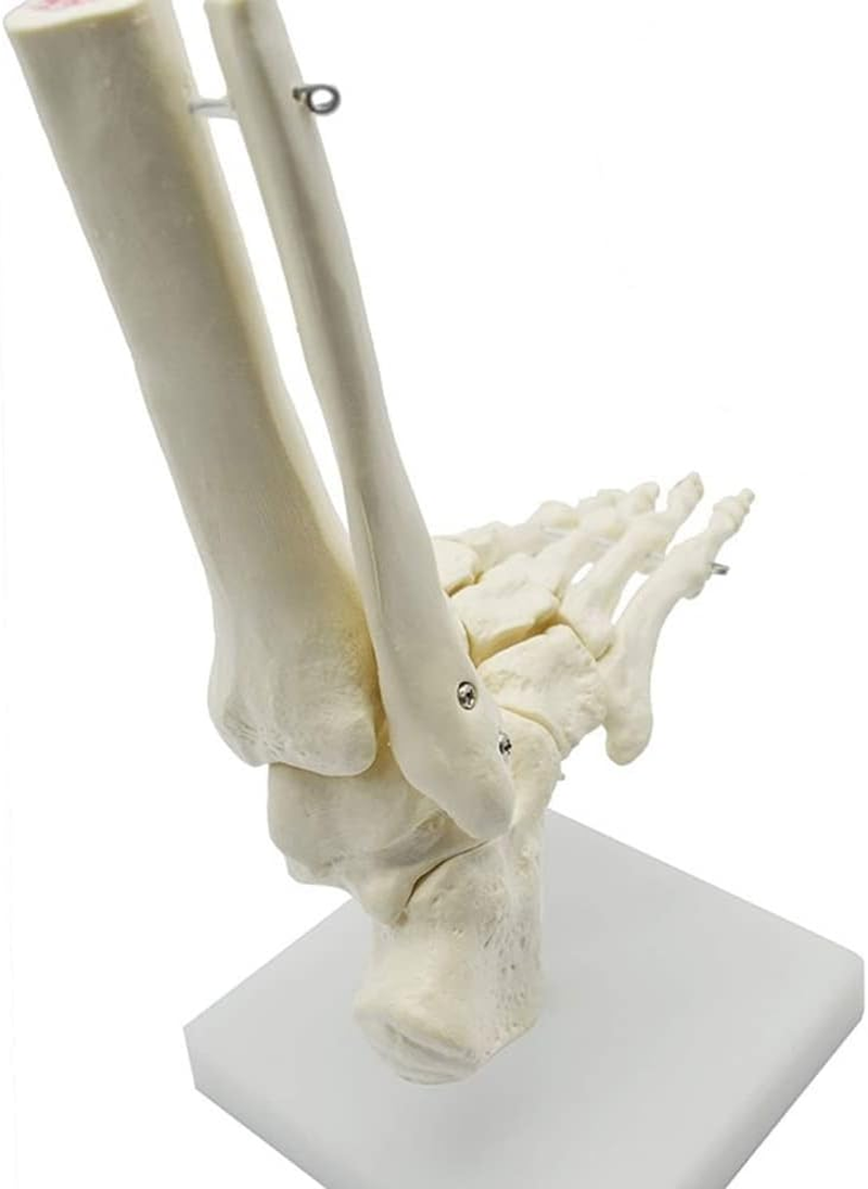 Veumoie 1:1 Human Skeleton Foot Anatomy Model Foot and Ankle with Anatomical Model Anatomy Teaching Resources